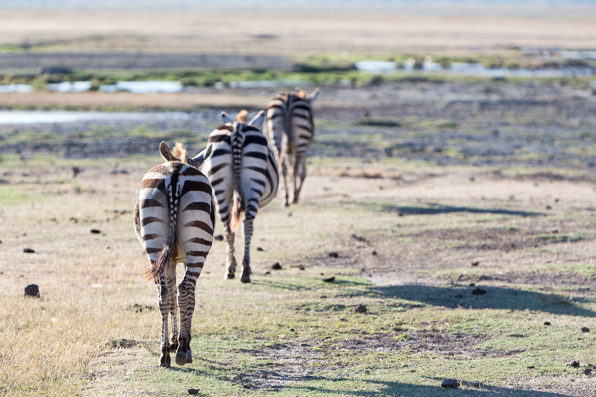 zebra