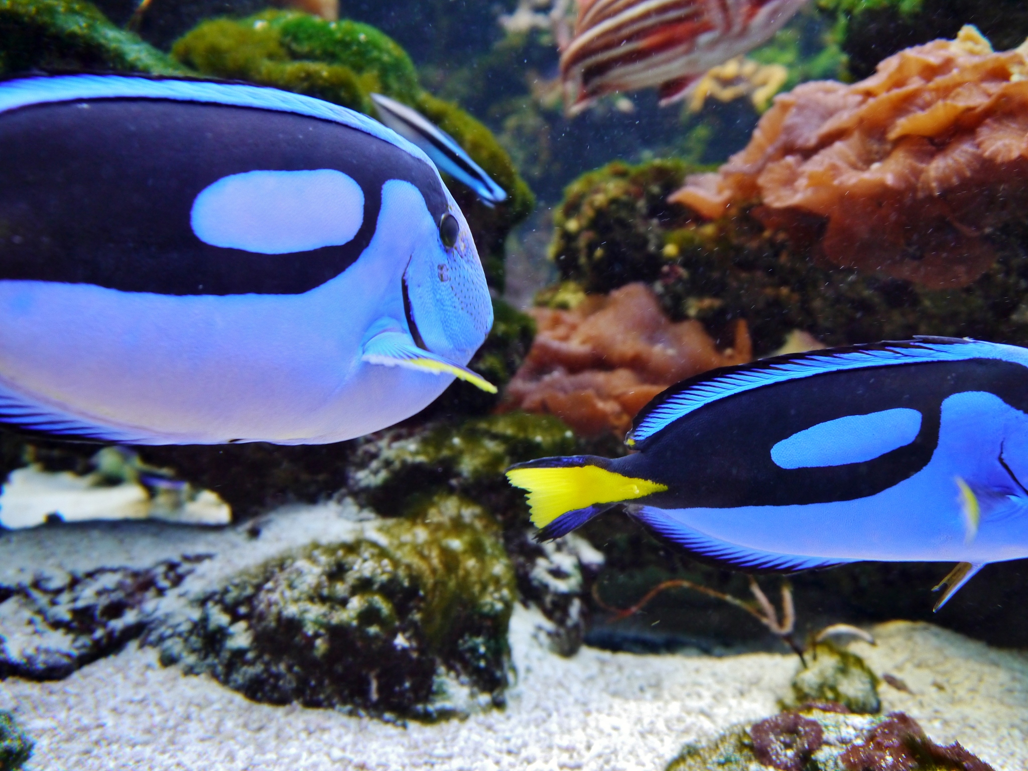 underwater world in the oceaneum stralsund