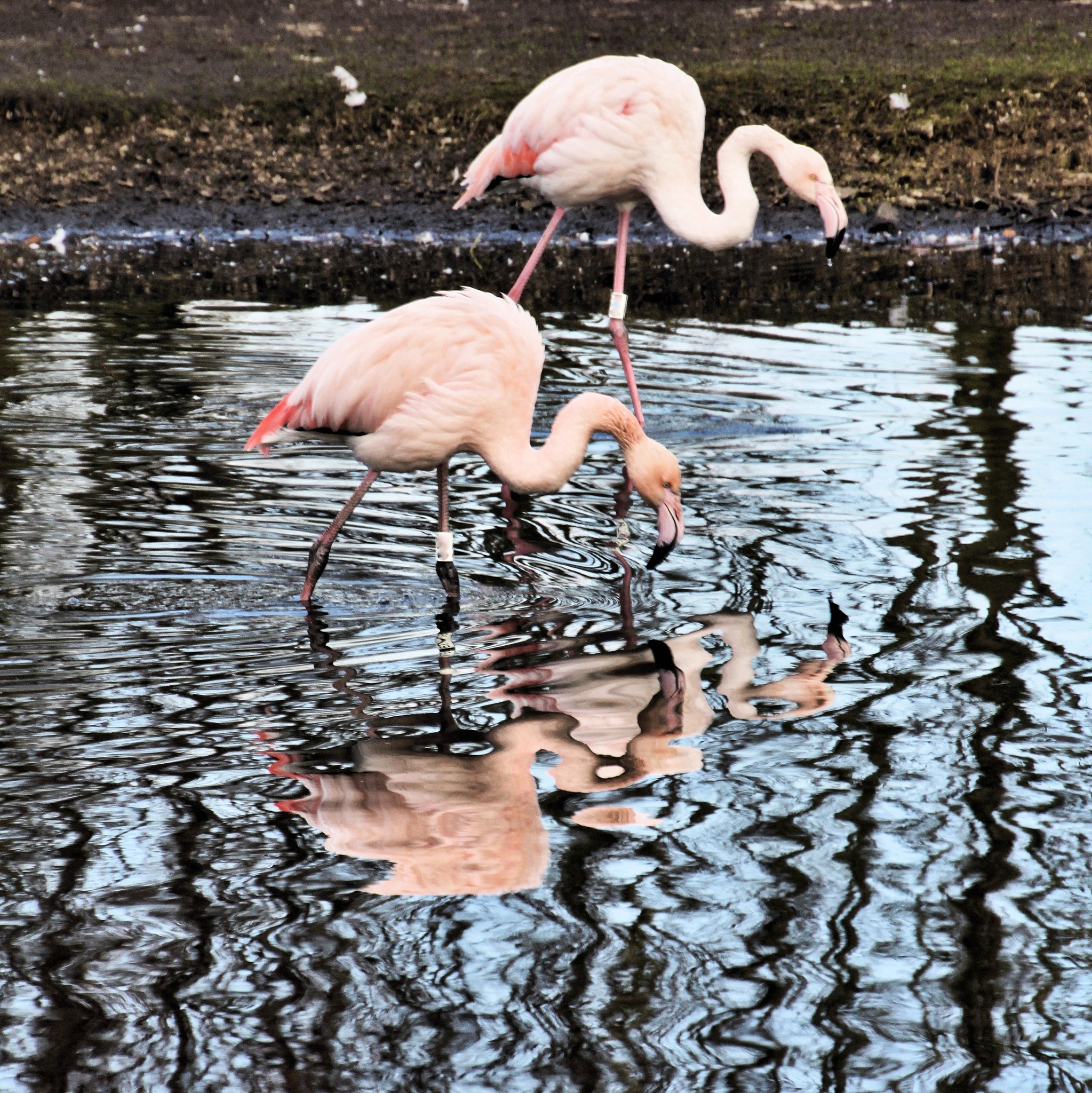 a picture of some flamingo's