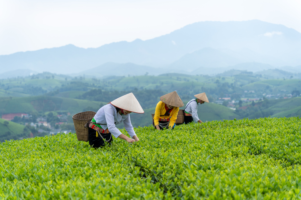 写一段夏天入伏茶叶晒伤的小段文字