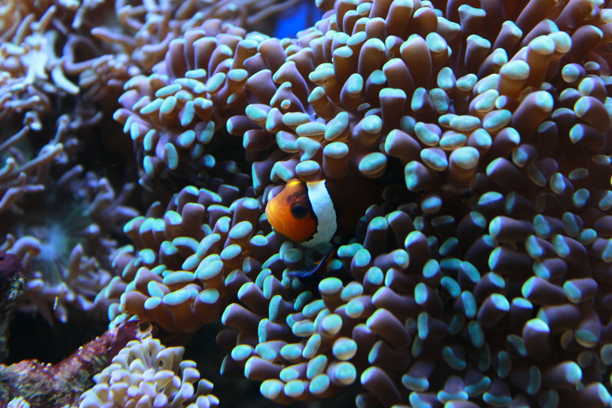 amphiprion ocellaris clown fish