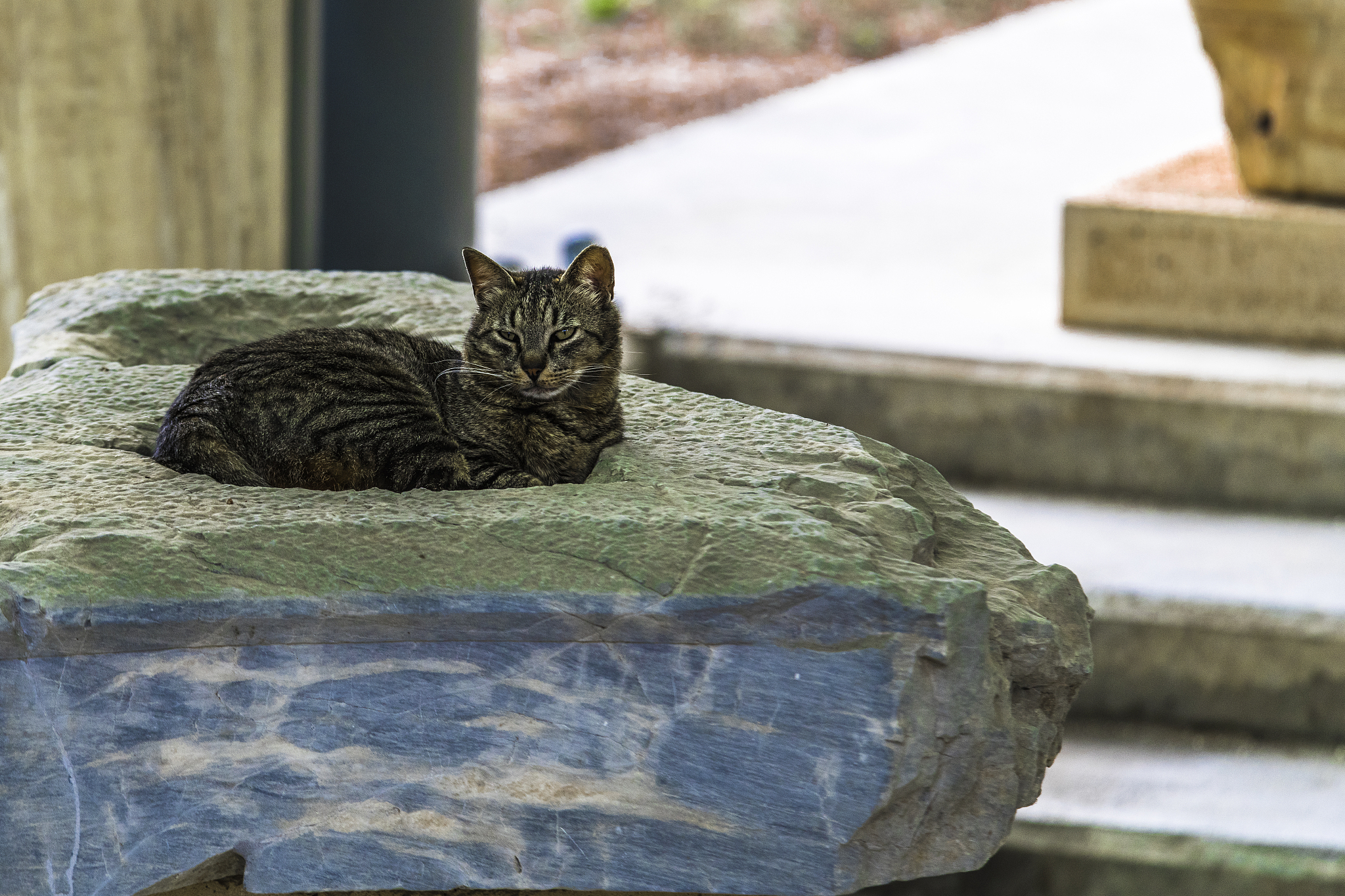 cat on the pedestal of an ancient statue
