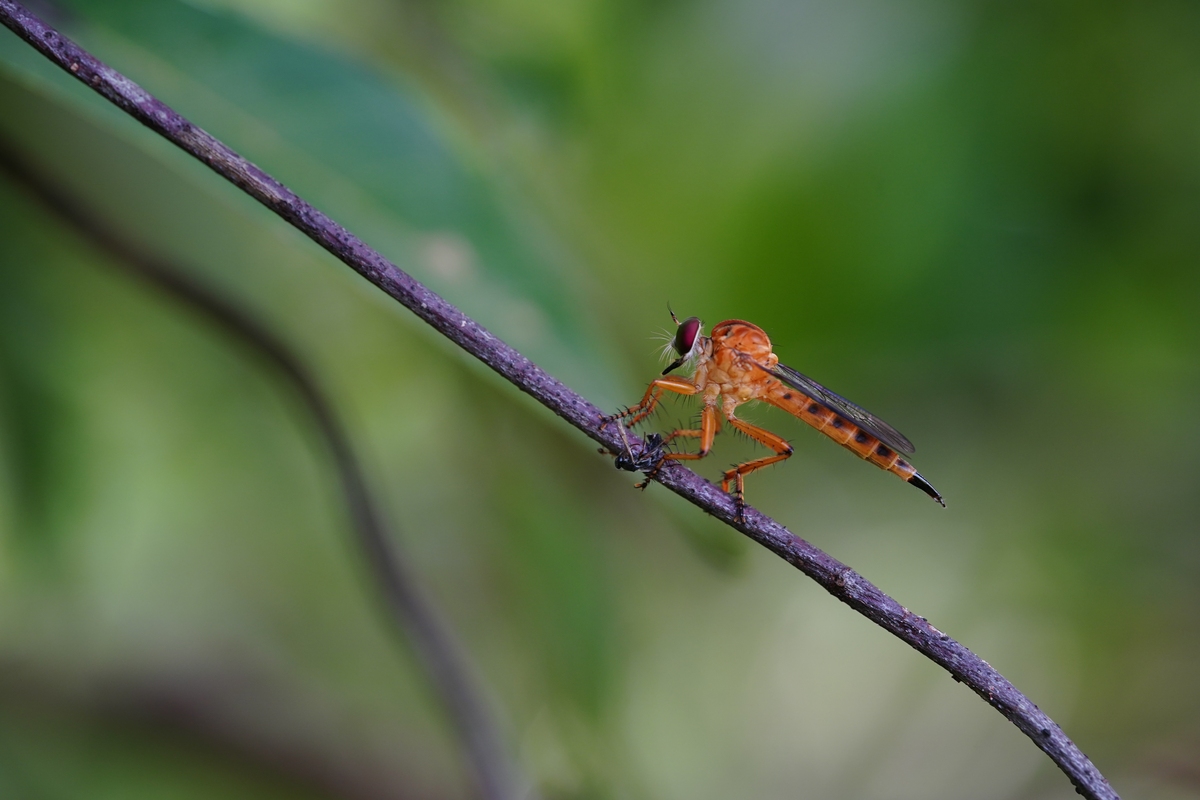 水稻昆虫群落调查与分析：种类、数量、多样性及影响因素