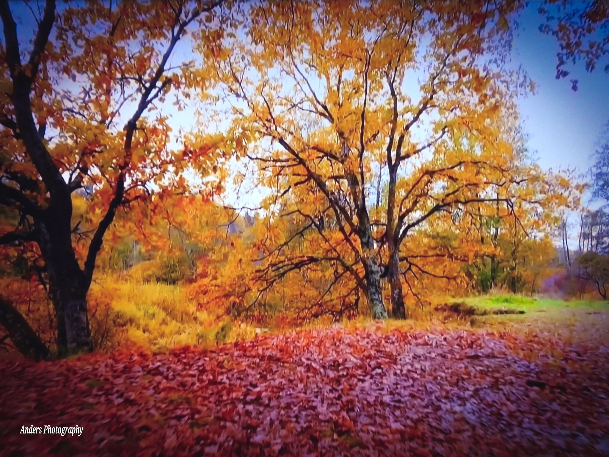 树树皆秋色山山唯落晖描绘了一幅怎样的画面