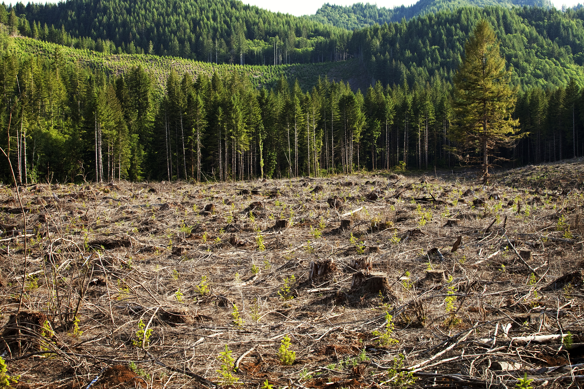 古琴与动物的奇妙邂逅：一首森林和谐曲