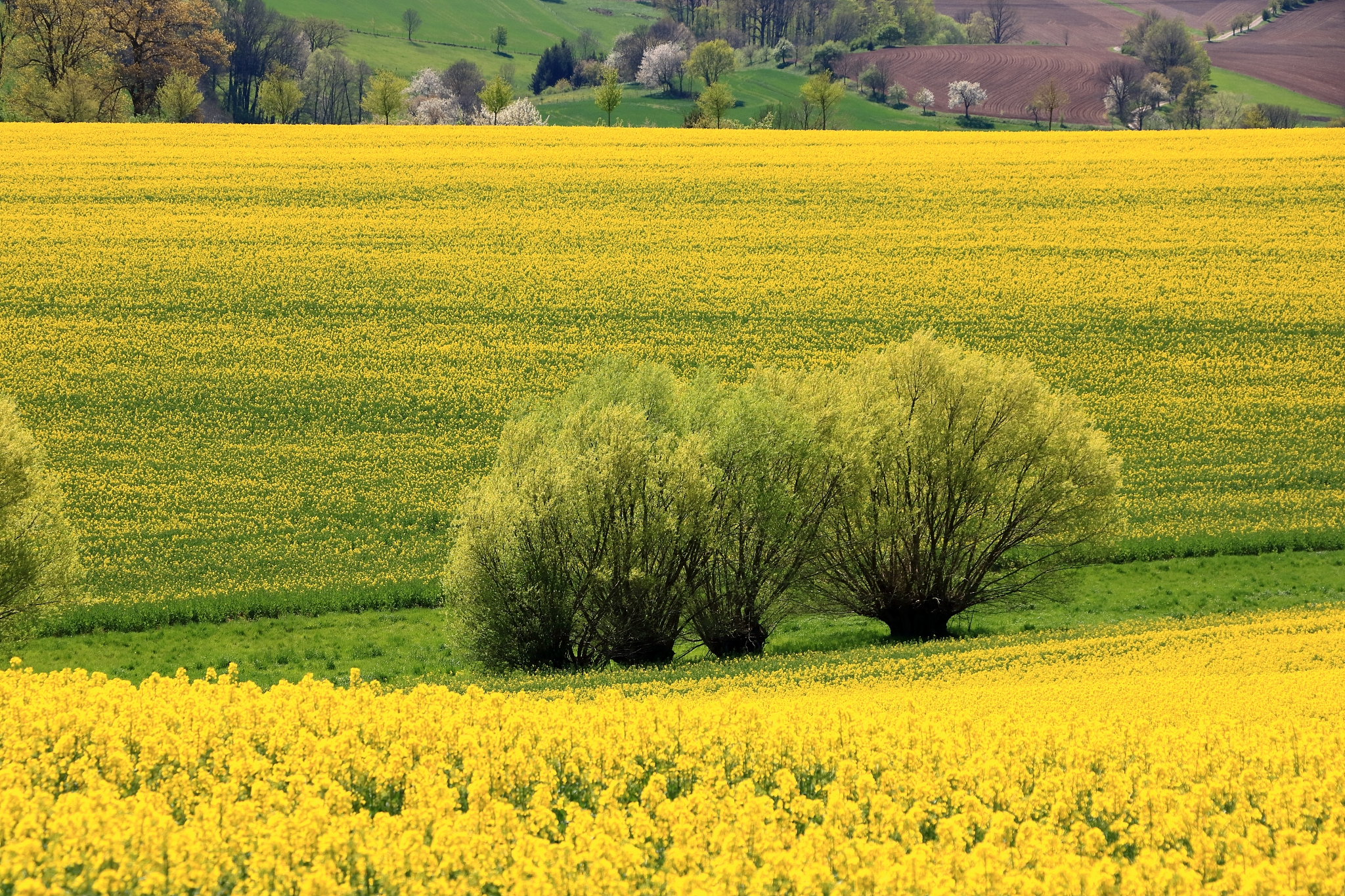 绵阳农业学校植物保护专业优势及发展前景分析