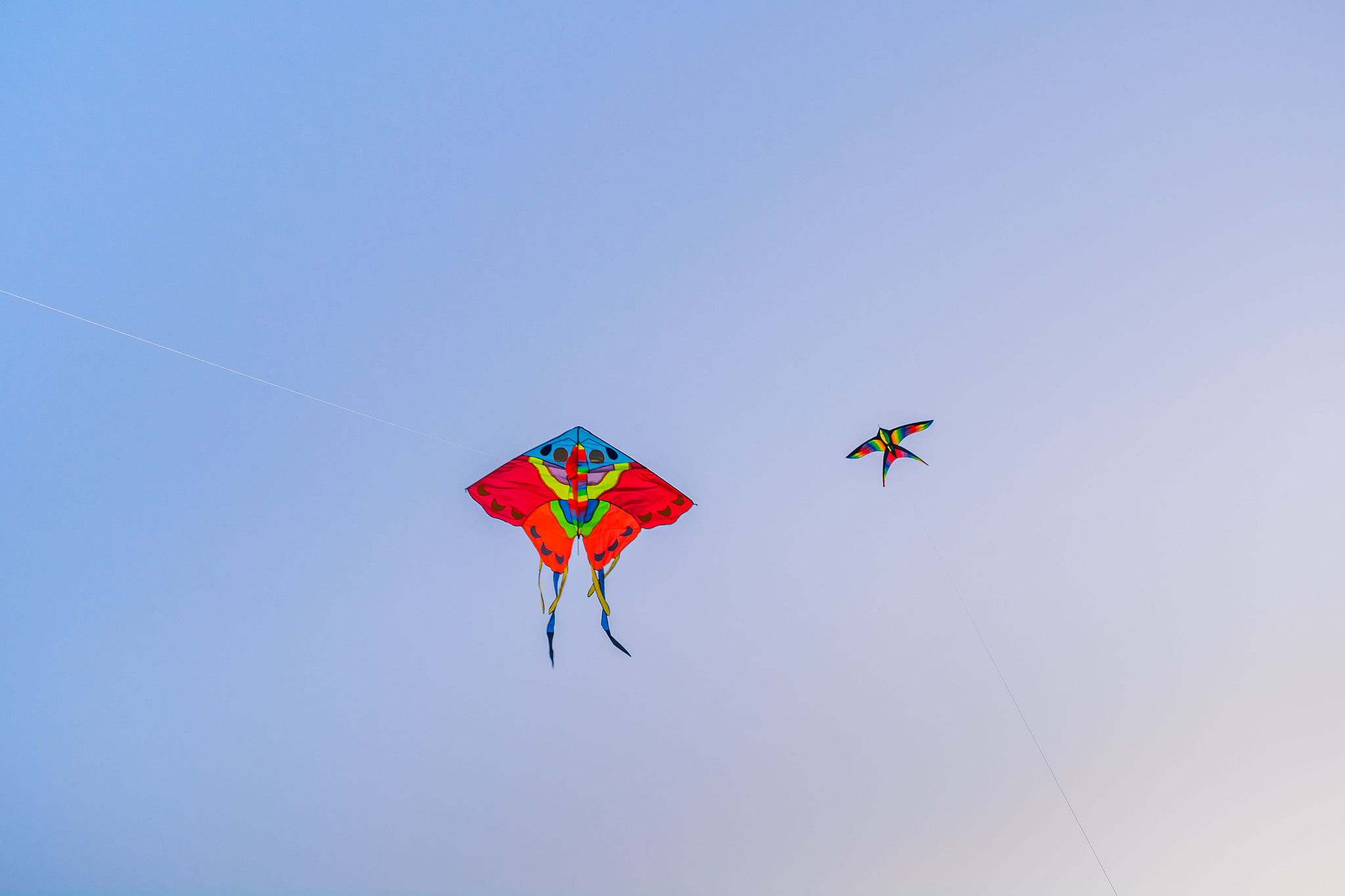 kite in the sky