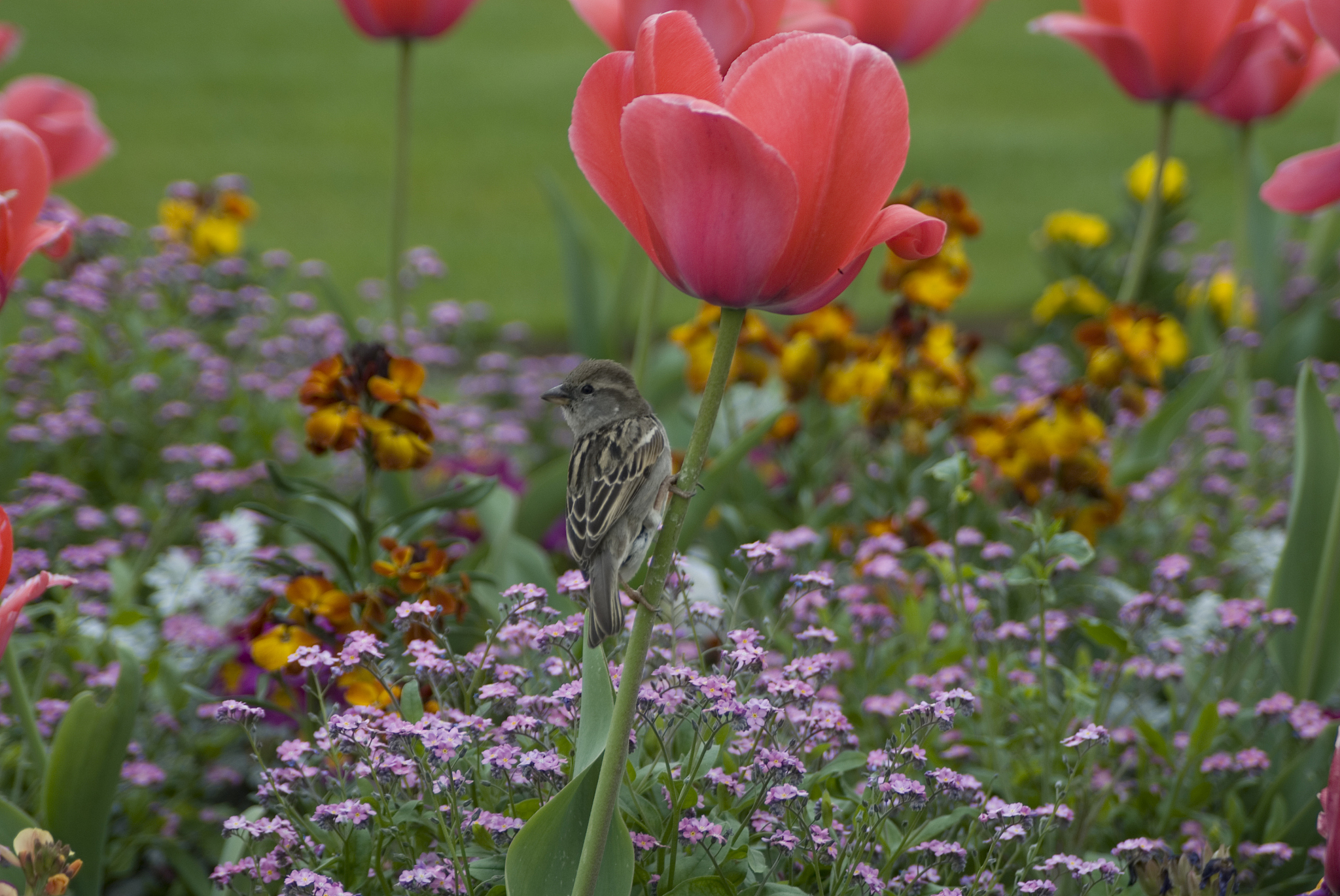 与春天有个约会：公园里美好的一天