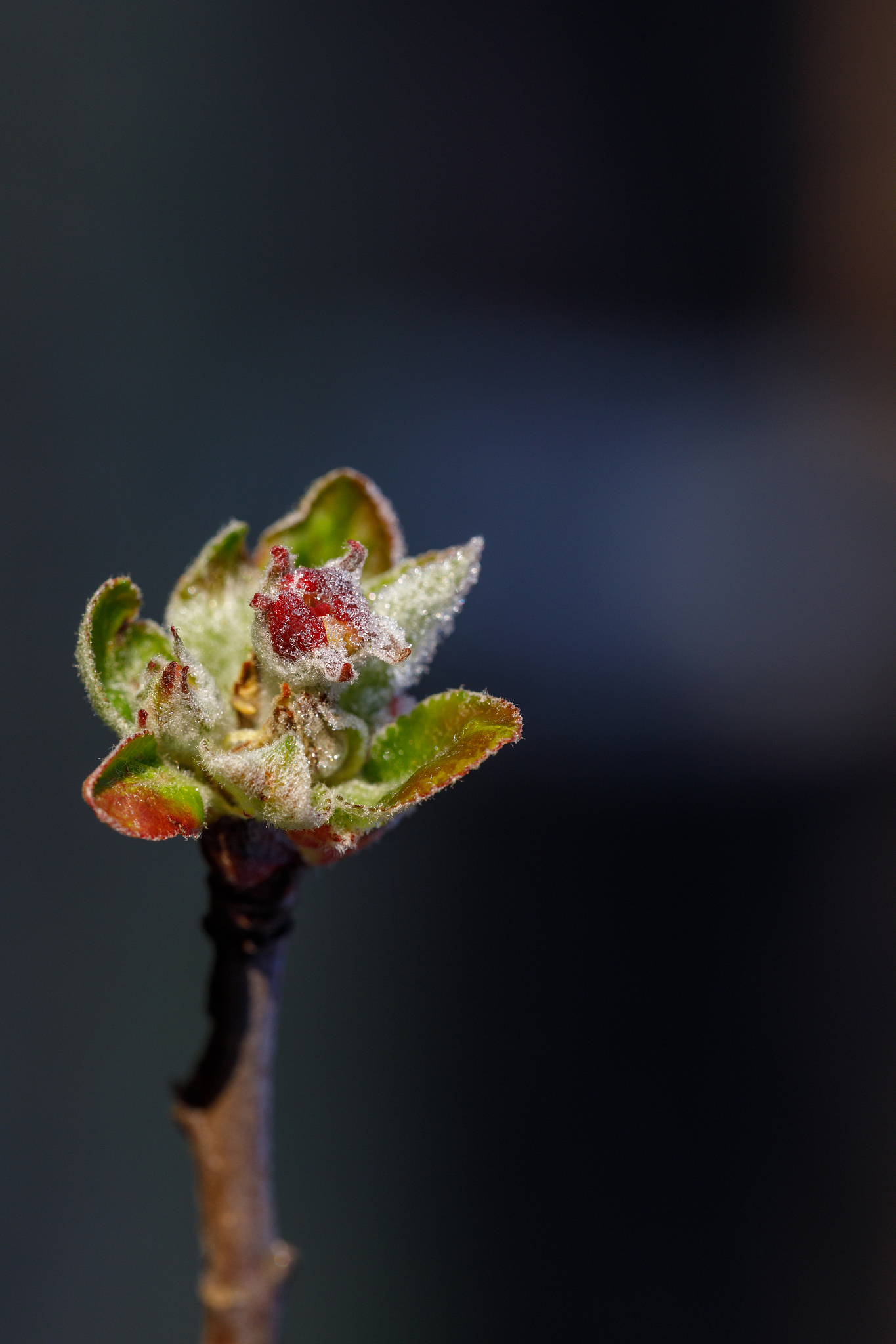 An early ending of spring frost together with the late onset of fall frosts in eg 1961-21 days and 16 days and 2000 -17 days and 12 days provides suitableconditions for sowingplanting of field vegetab
