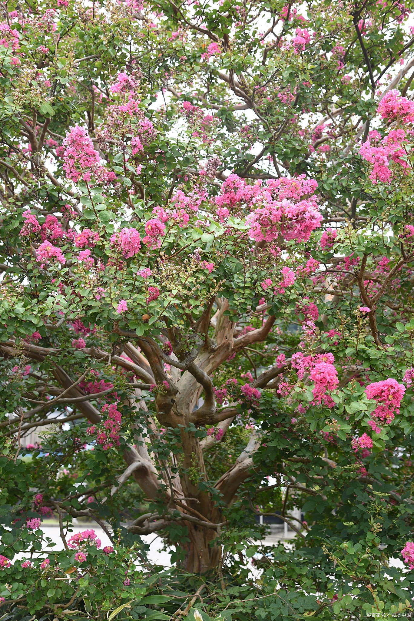 能吃吗？紫薇是什么植物？