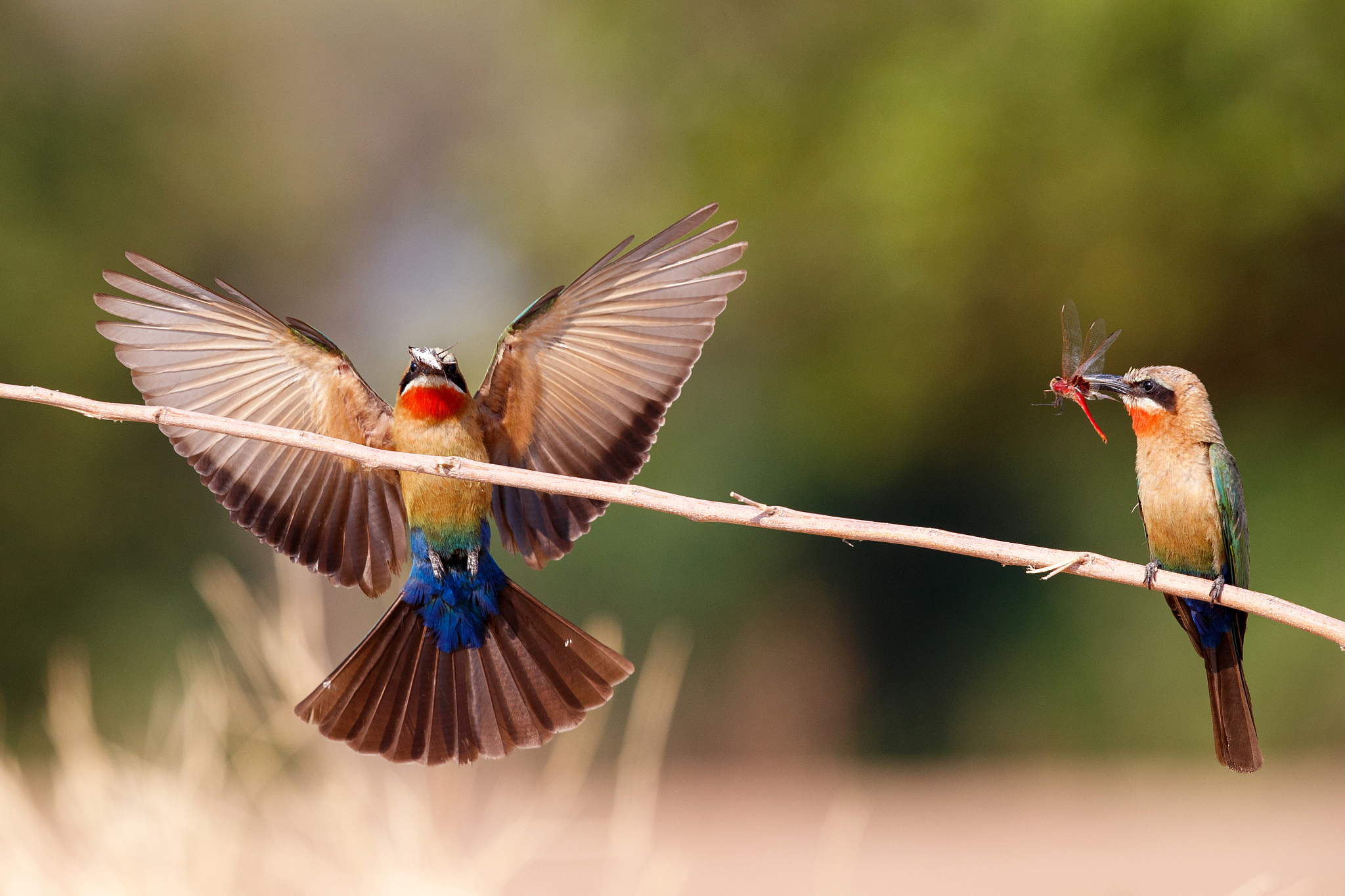 white fronted bee eater in mana pools