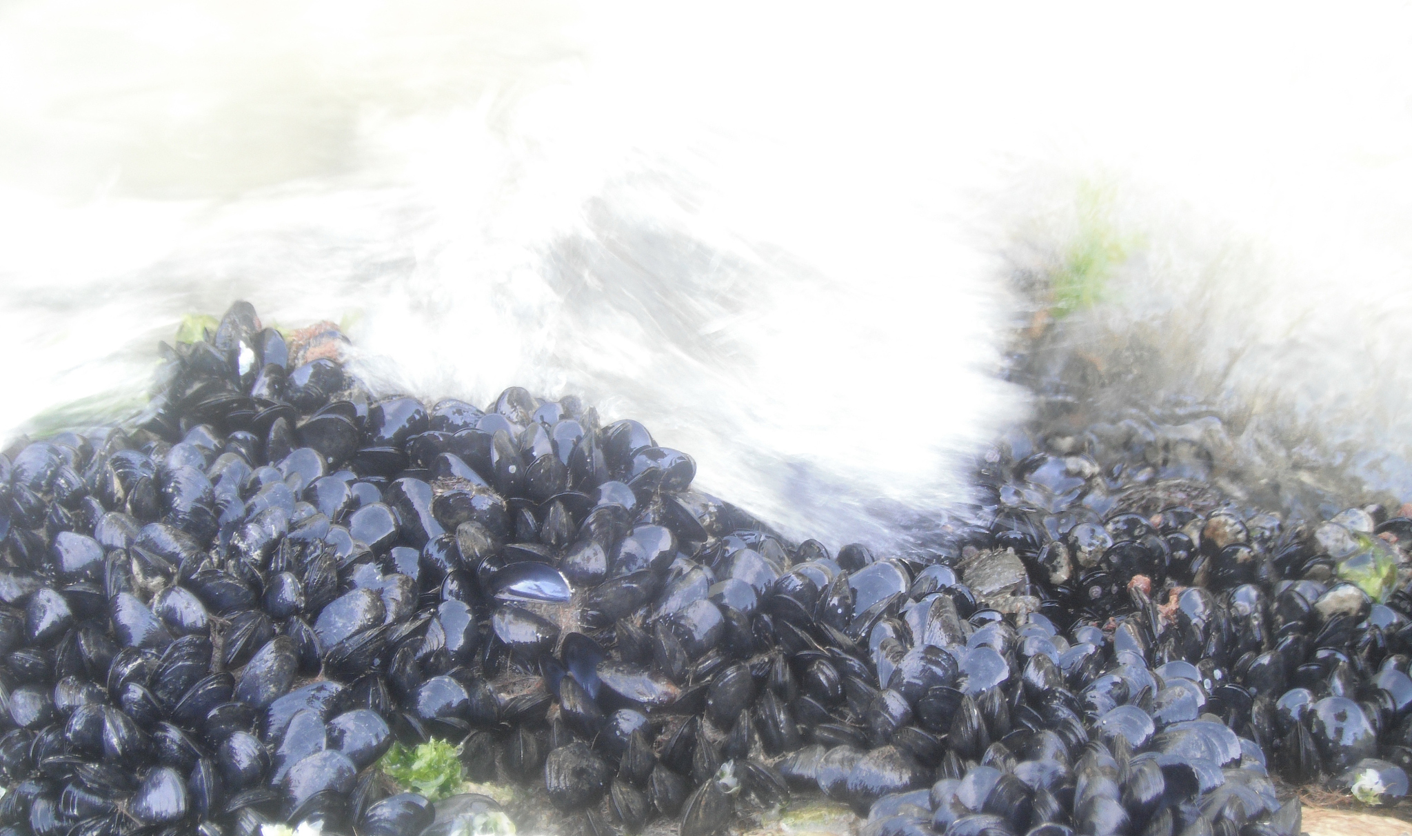 贻贝藻类扩散方程解空间连续性研究最新参考文献