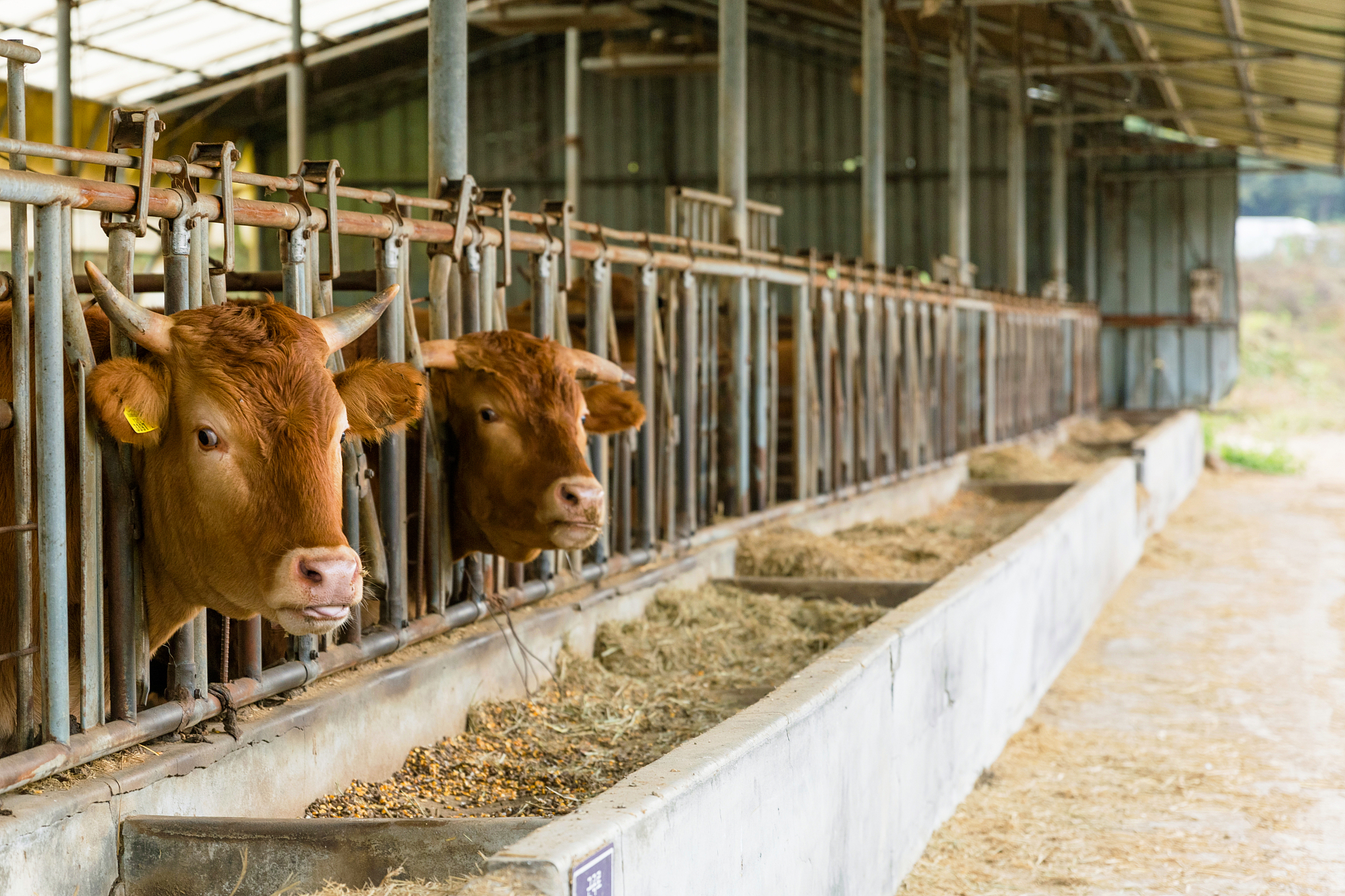 重庆市开州区巨龙中等职业技术学校特种动物养殖专业课程内容详解