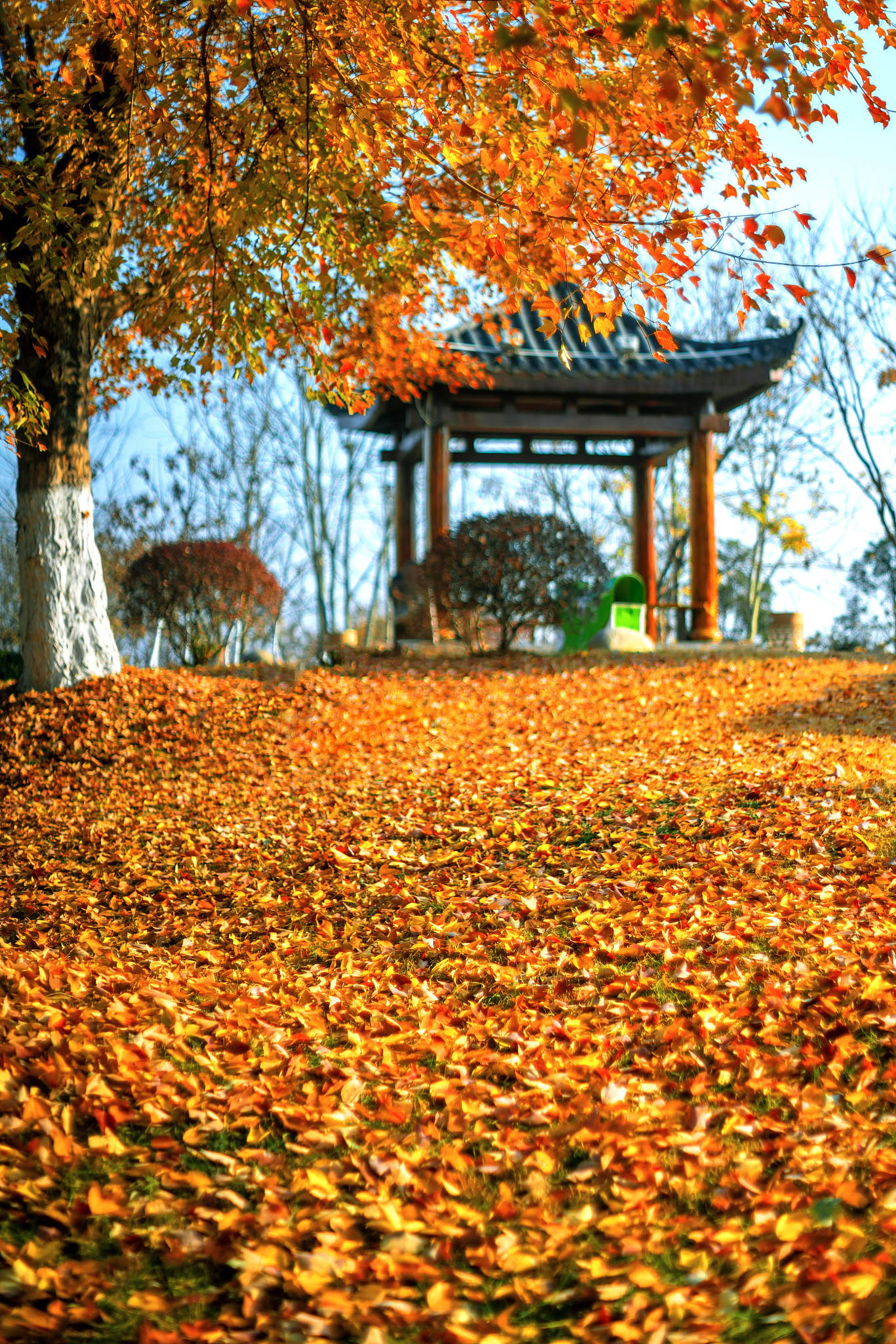 秋雨的画笔：银杏、枫叶与柿子