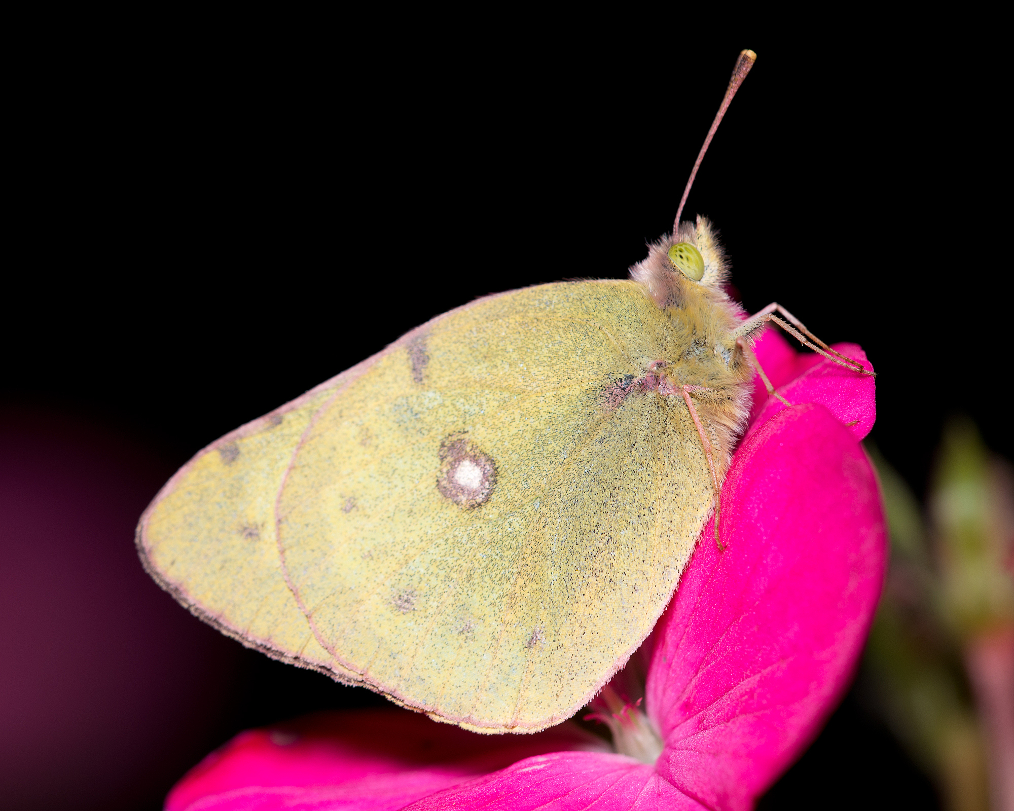 insects
