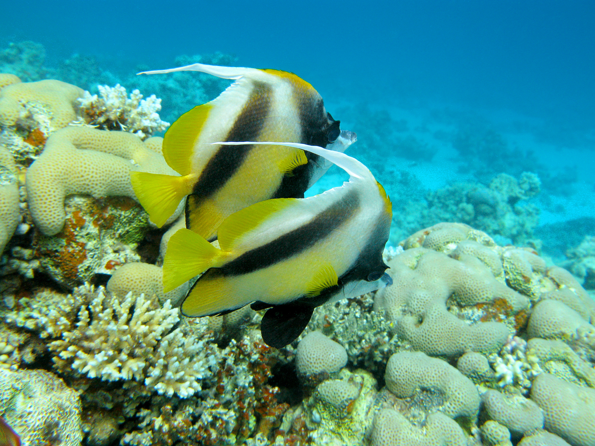 coral reef with  bannerfishes in tropical sea, underwater