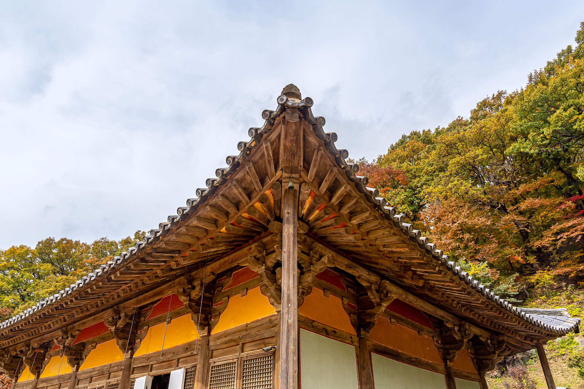 a landscape view of a mountain temple covered with maple trees.