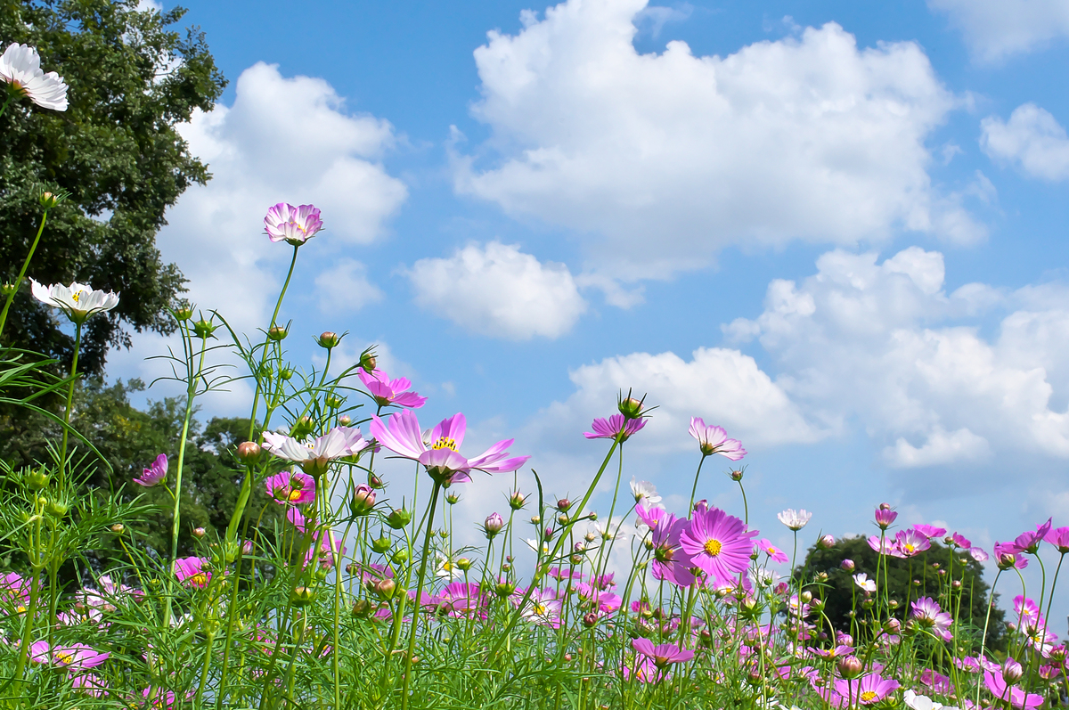 春天的美景：花海、绿草和蓝天