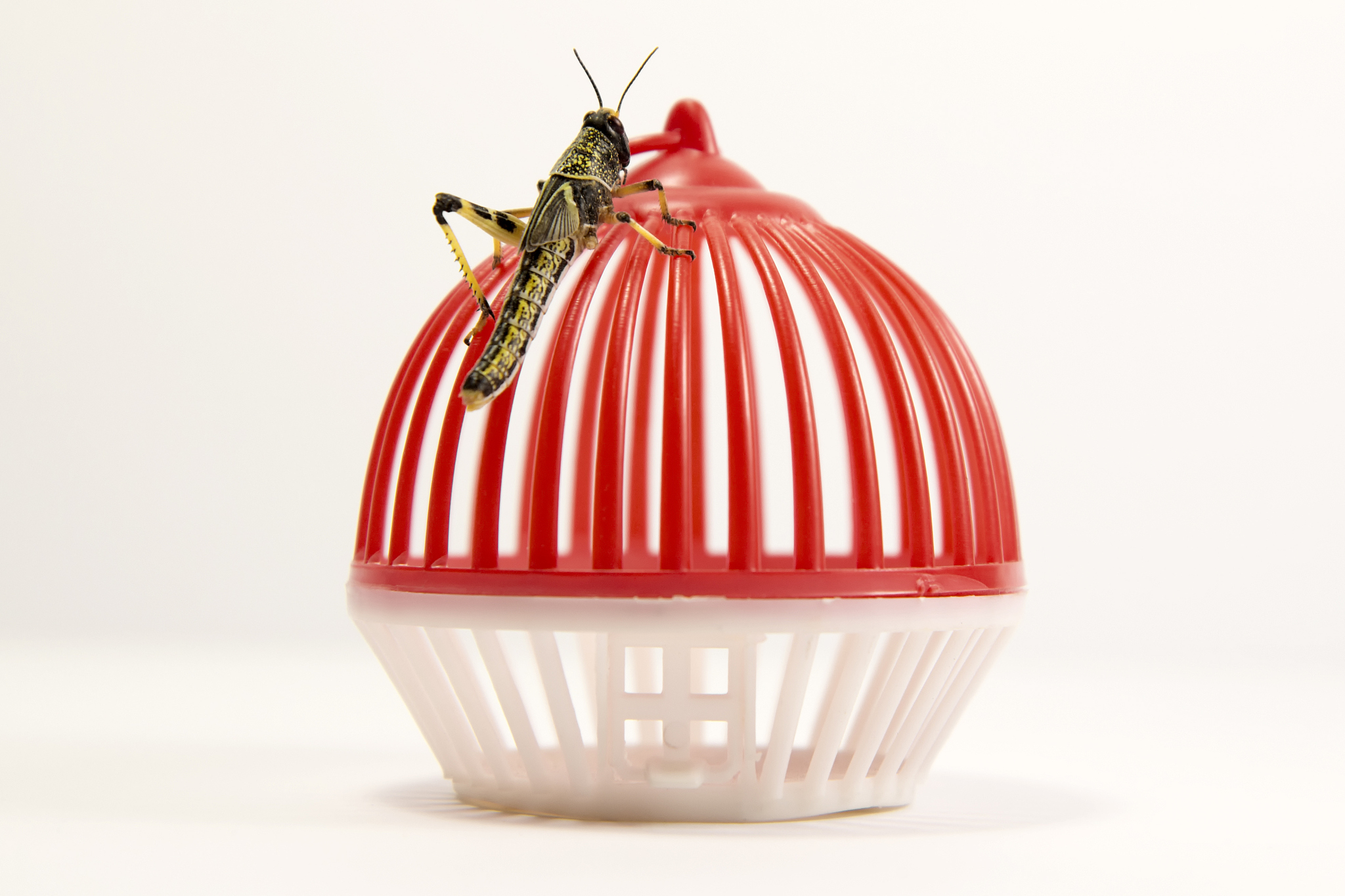 从药物治疗、预防性驱虫和加强饲养及环境管理三个方面论述犊牛新蛔虫病的防治措施论述中不能抄袭他人观点和概念不少于2000字。