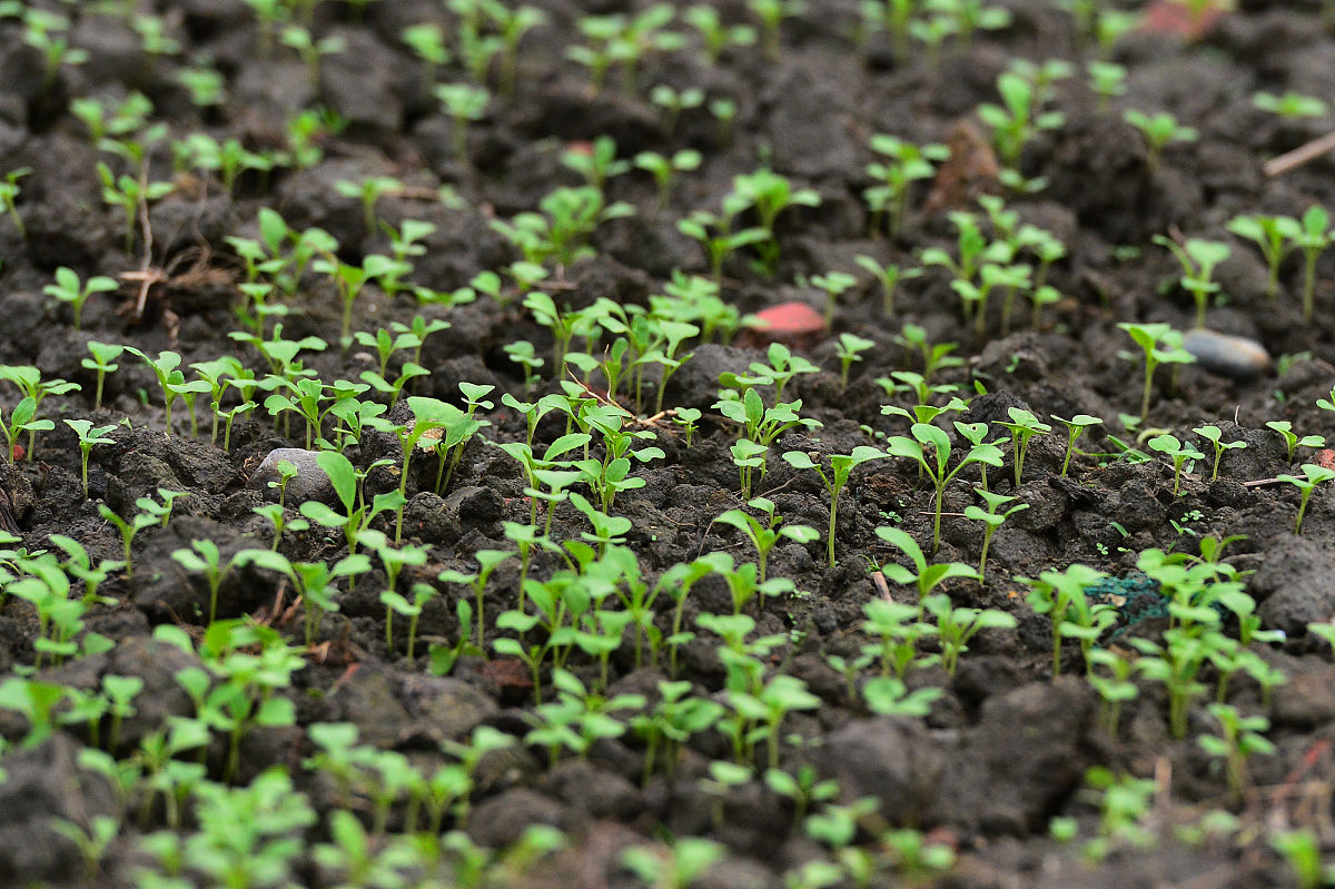 甜菜种子播种指南：从时间选择到病虫害防治
