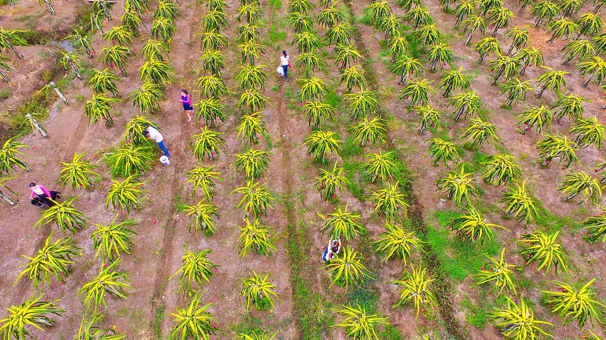 写一篇活动的心得体会。内容：参观森洋农业黄精良种繁育示范基地。要求：语句优美通顺