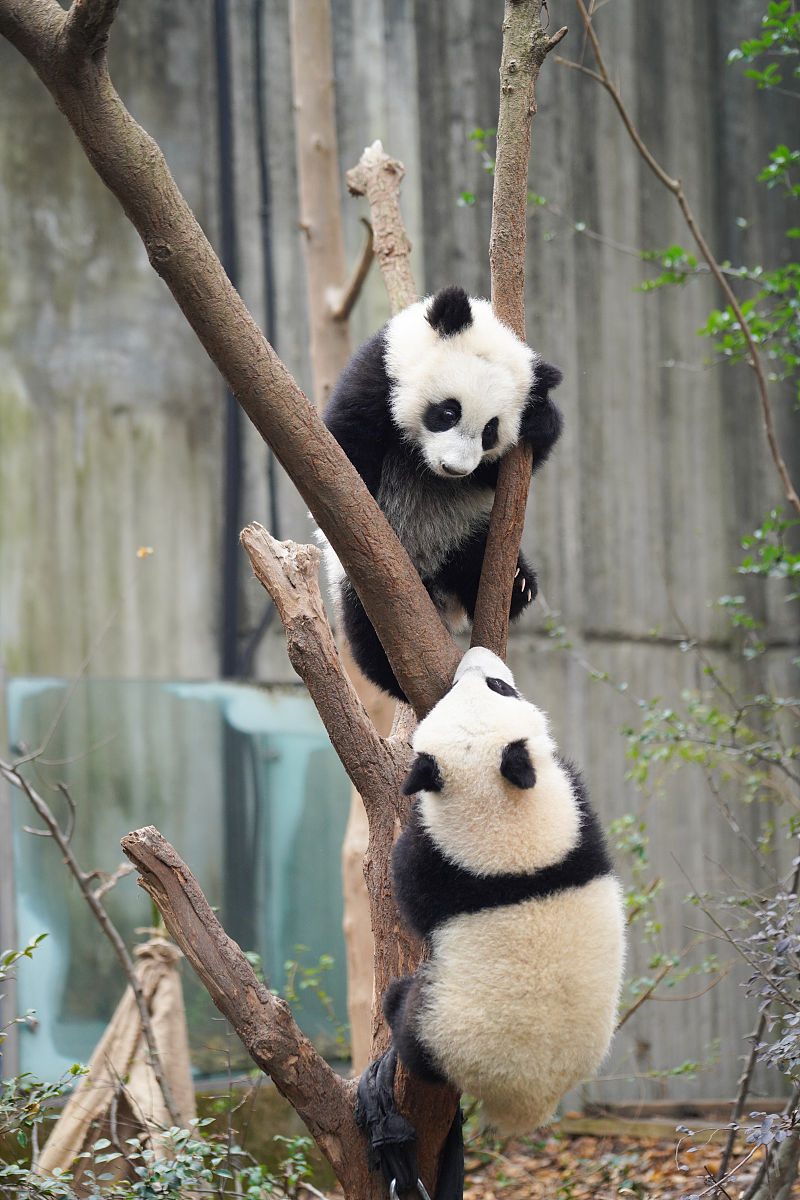 成都中专学校排名TOP5：优质职业教育选择