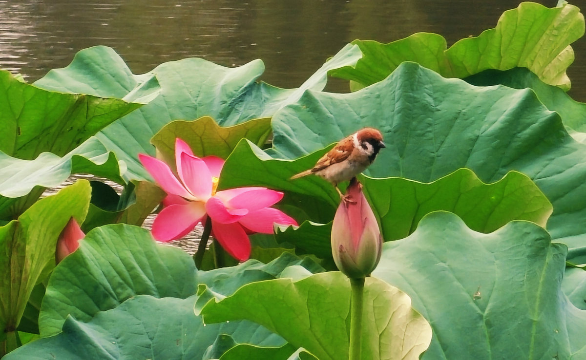 夏日荷塘映蓝天