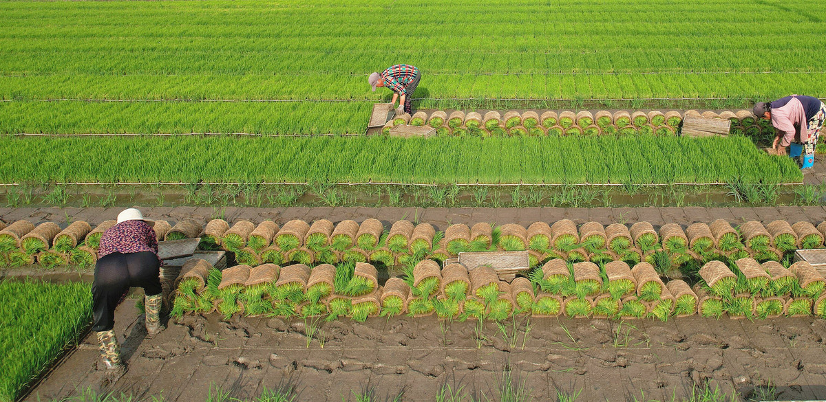 中国农田水利工程：保障粮食安全与农业可持续发展的基石