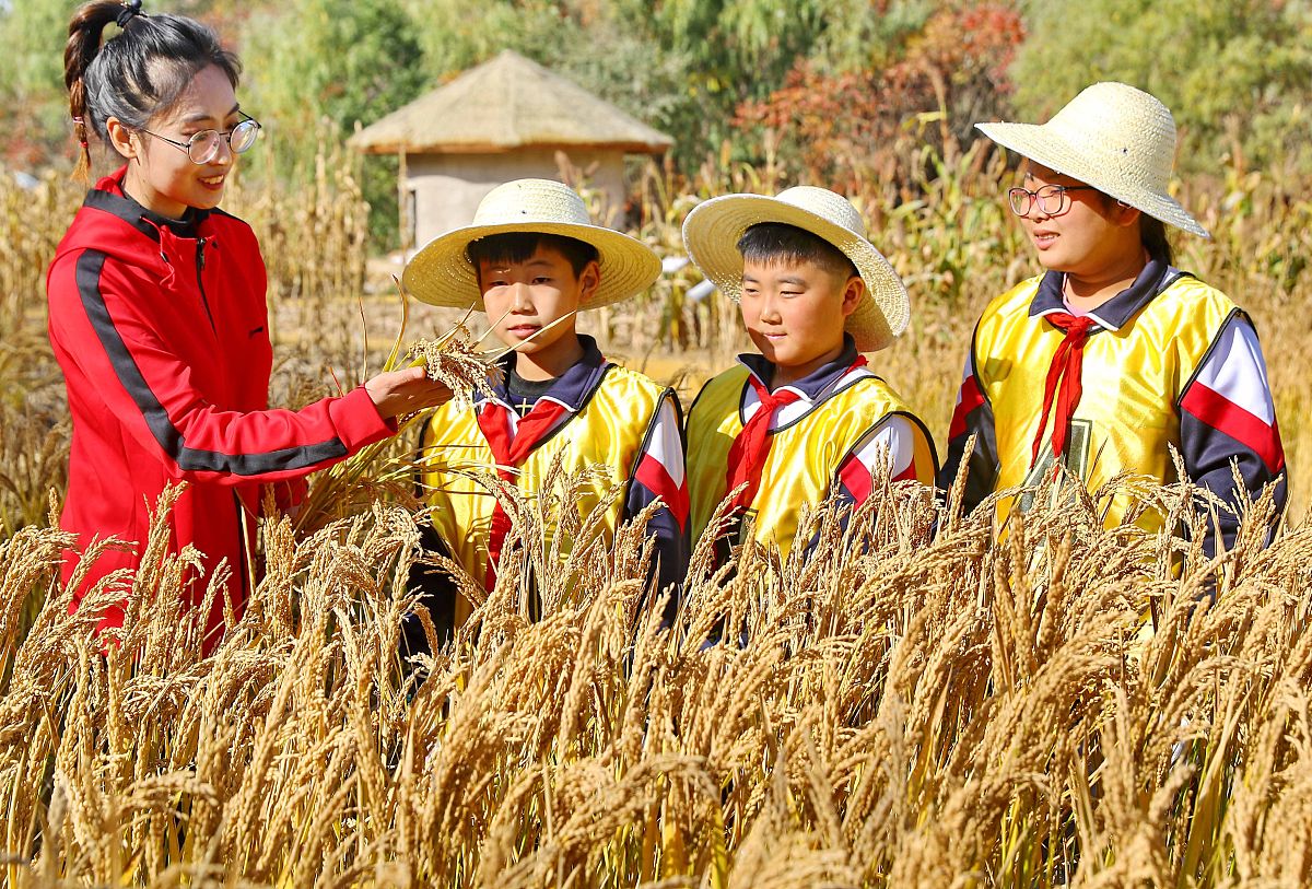 如何培养学生的三农情怀？