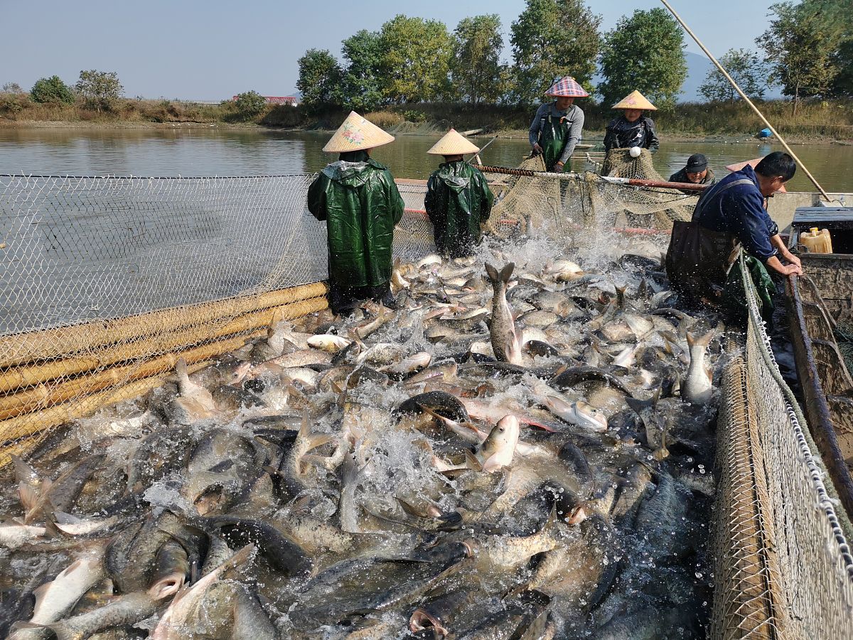 鱼类人工育种：提升产量和品质的有效手段