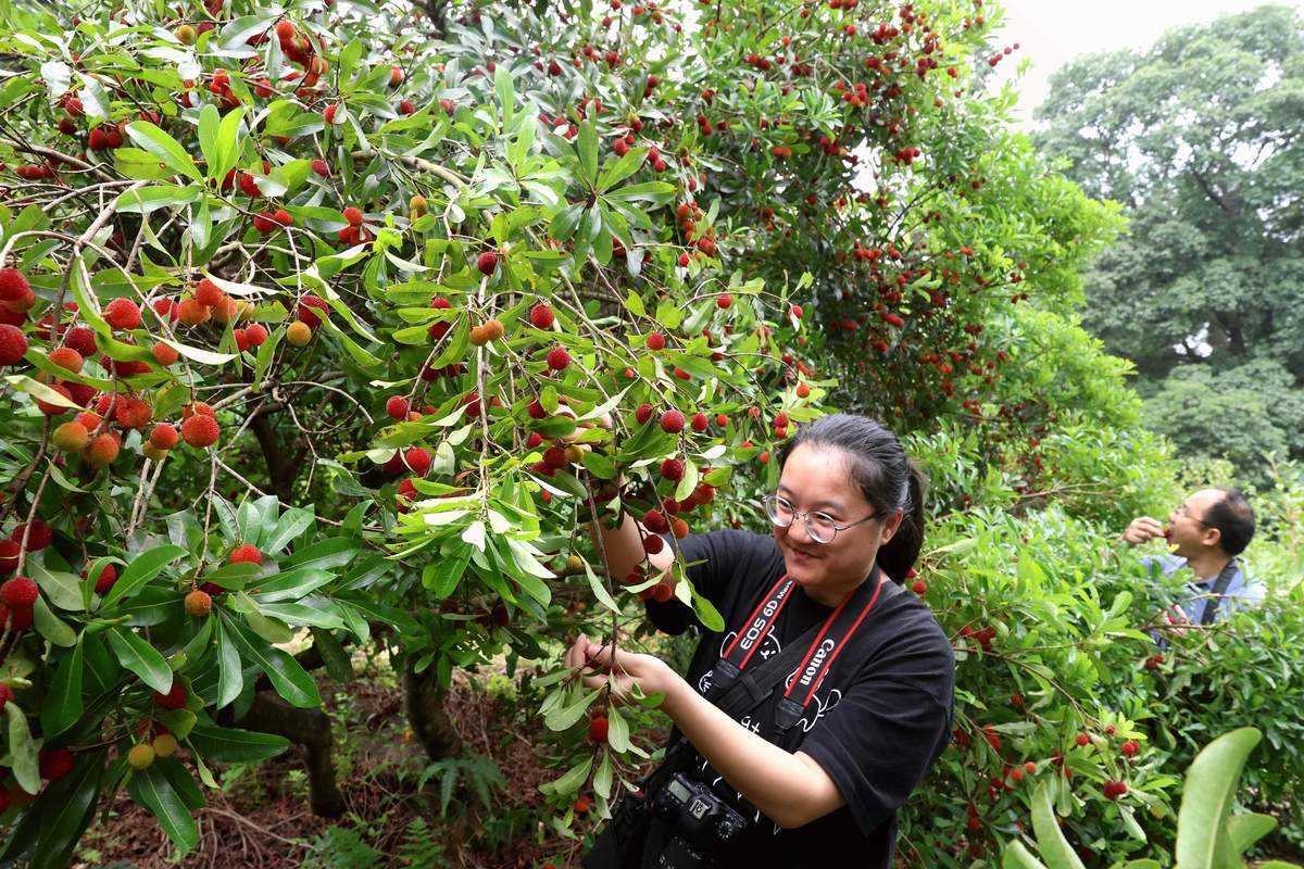 山茱萸中国适宜种植地区及气候要求