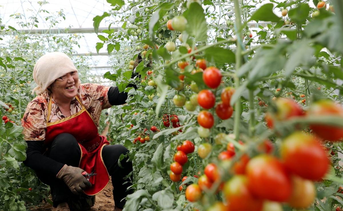 番茄大棚抖音文案