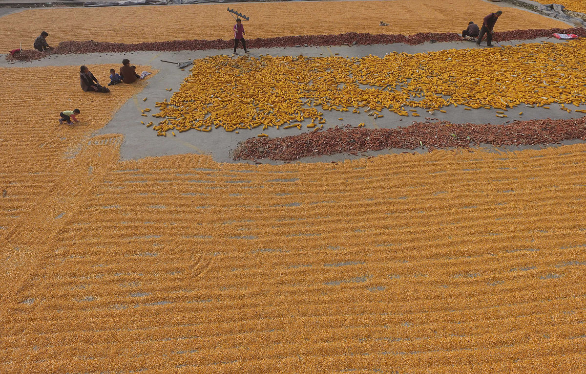 我爱秋季：初中生作文600字，感受秋天的美好与魅力