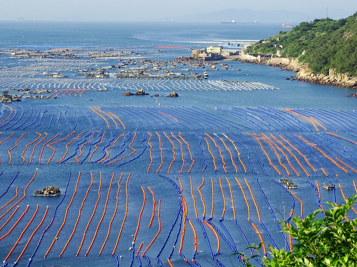 海洋生态养殖就业前景：机遇与挑战并存