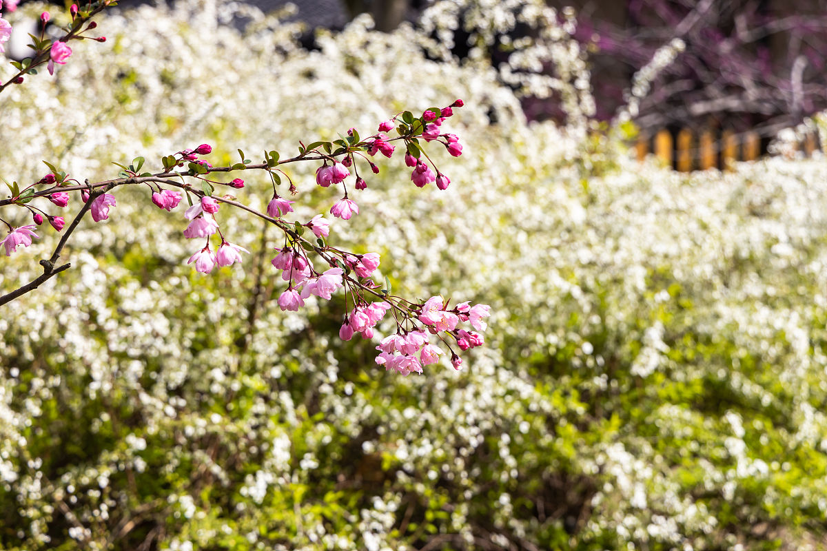 2021年3月21日,江苏扬州瘦西湖万花园,垂丝海棠和珍珠绣线菊相互呼应,
