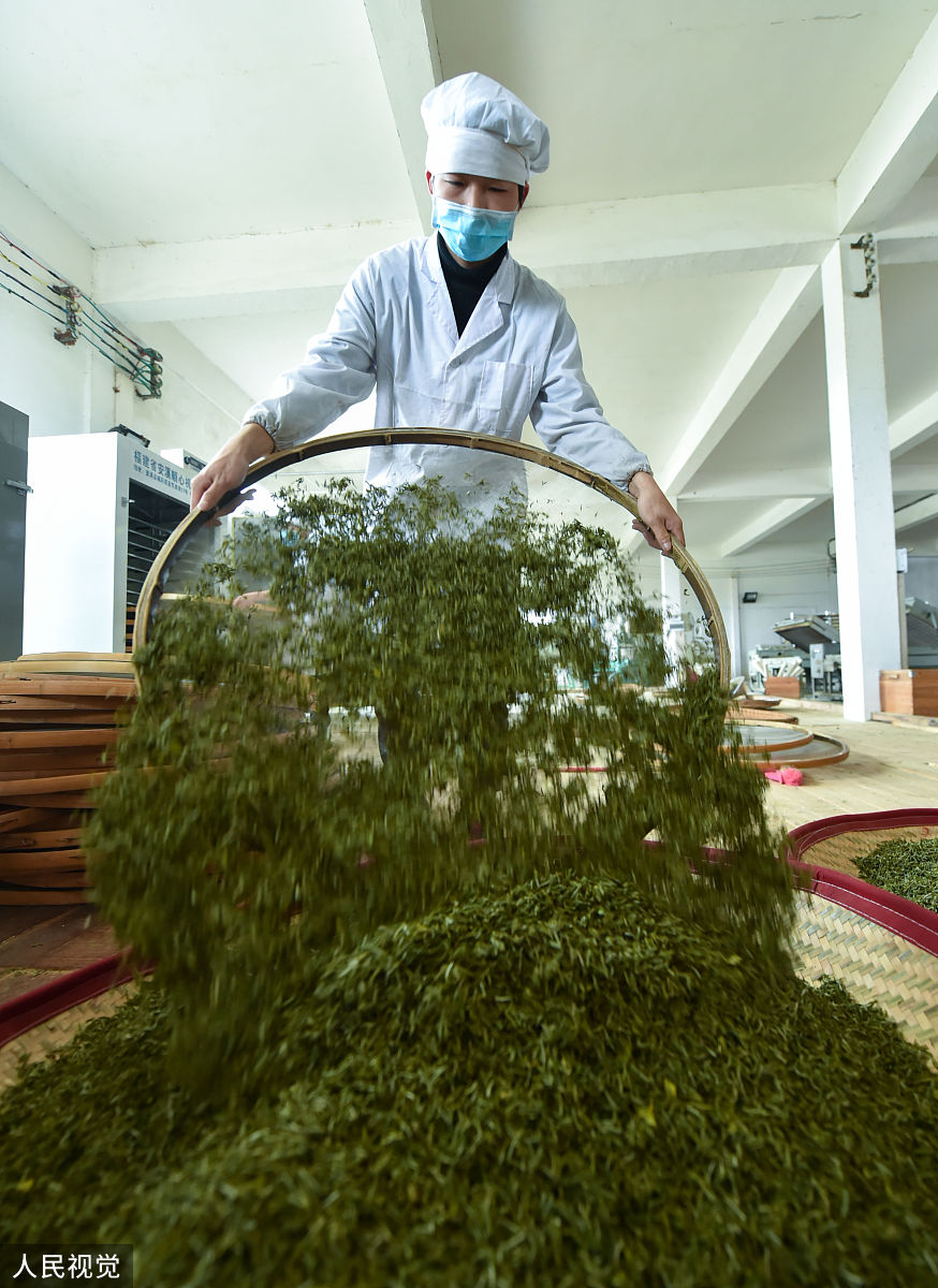 贵州茶叶生产与加工专业哪个学校好？推荐这三所大学