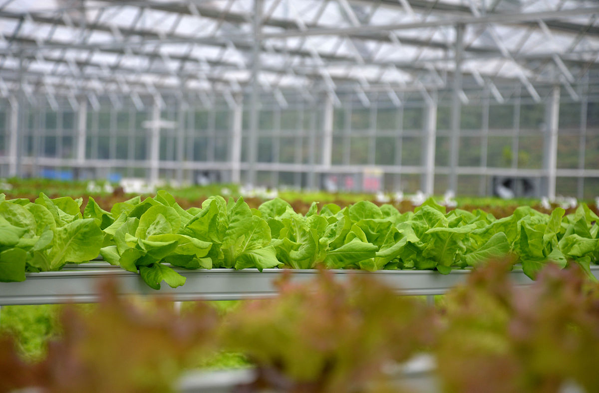 中国蔬菜种业科技创新 要求：1000字的论述