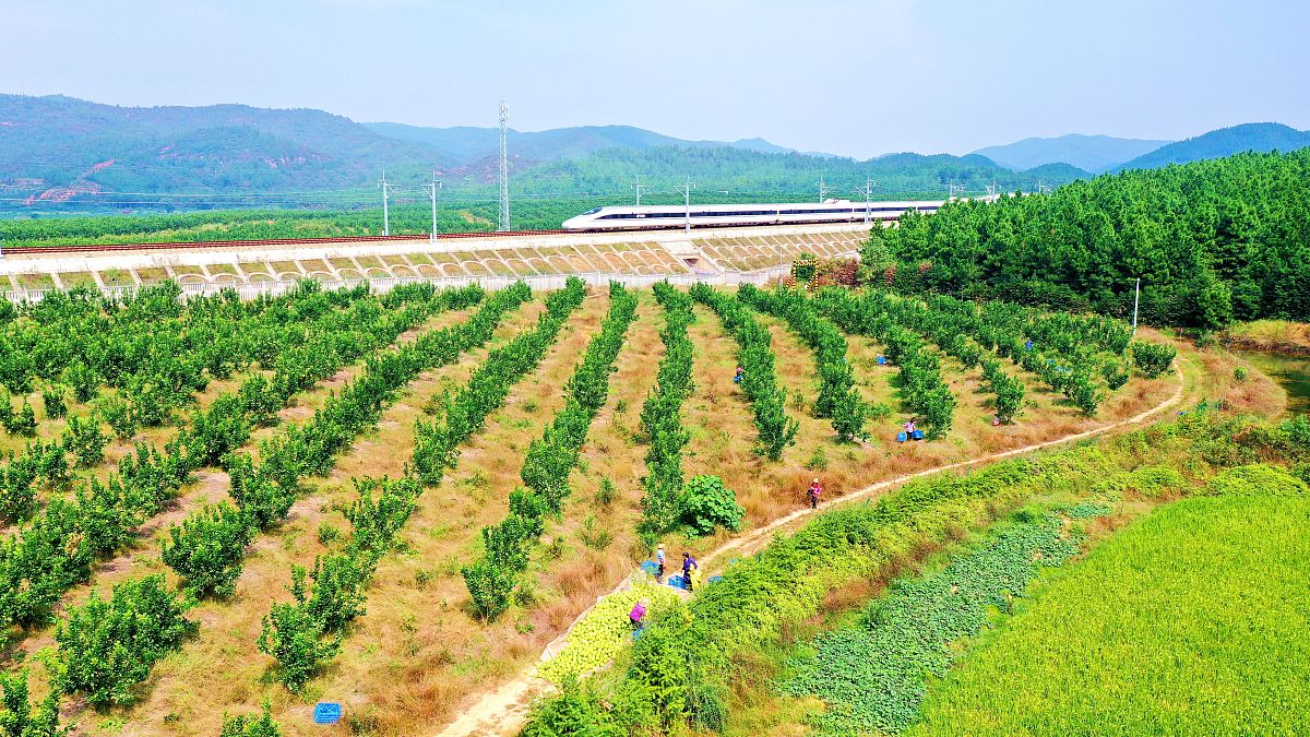 在中国林业的意义价值