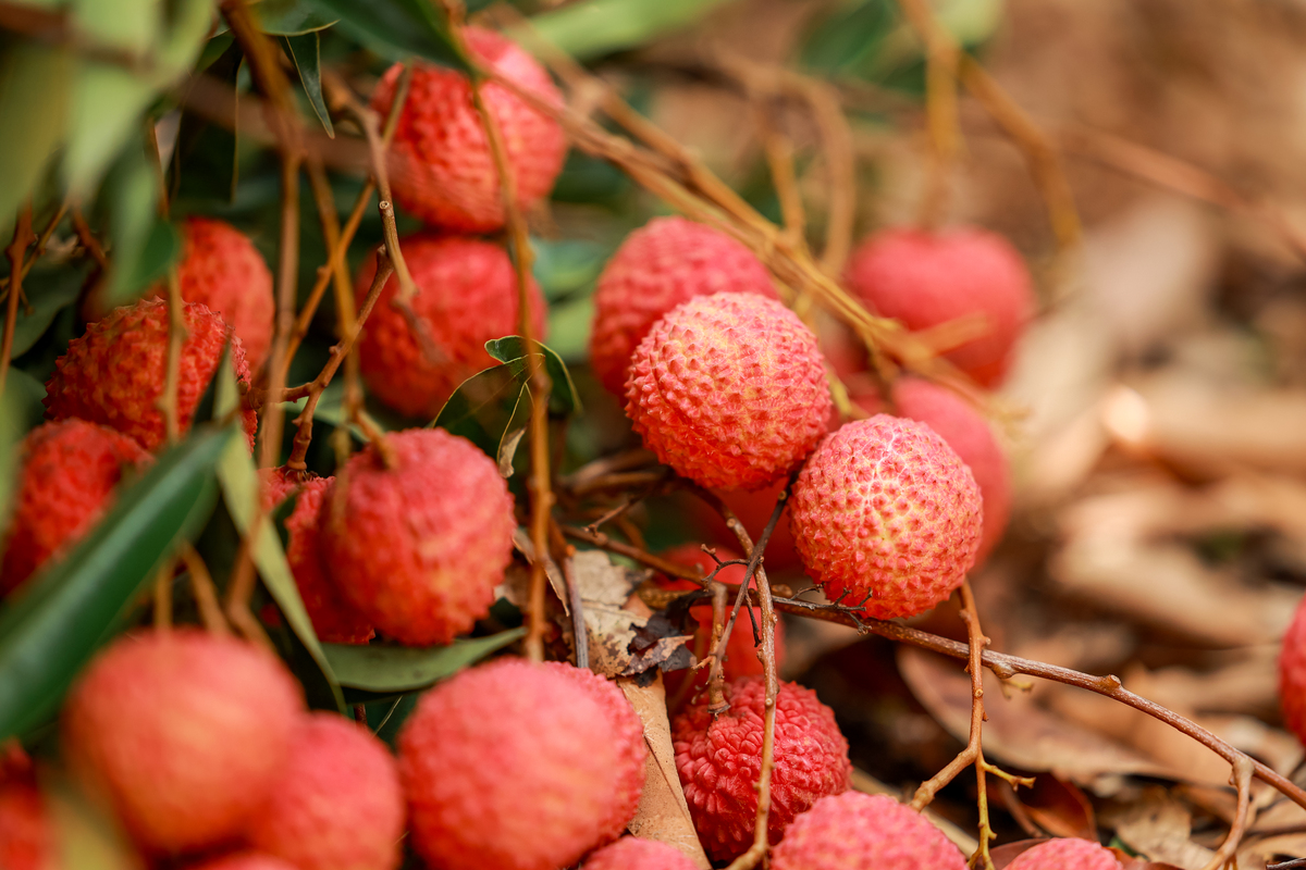 深圳人均月收入多少