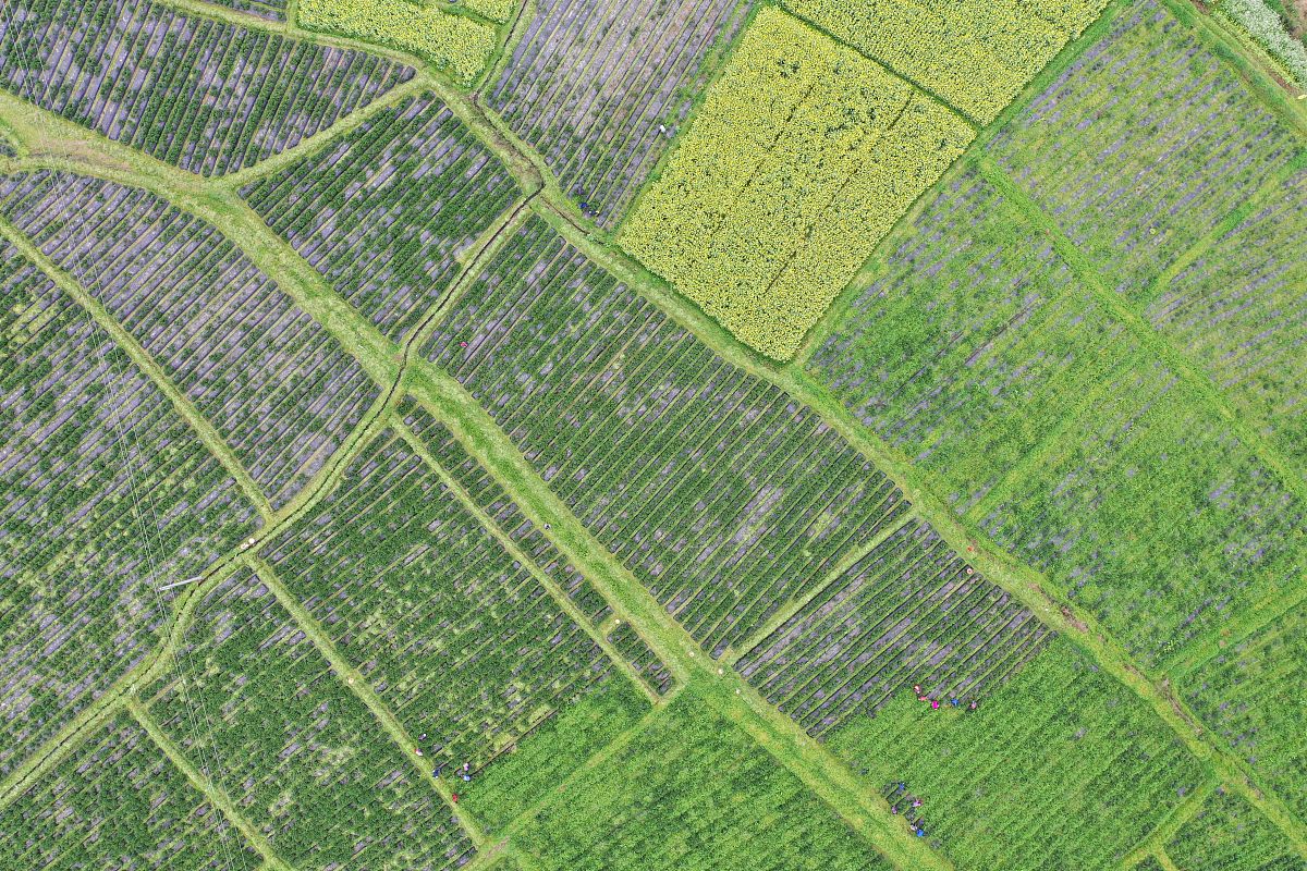 梓潼县七一高级职业中学校中草药栽培专业招生对象好不好