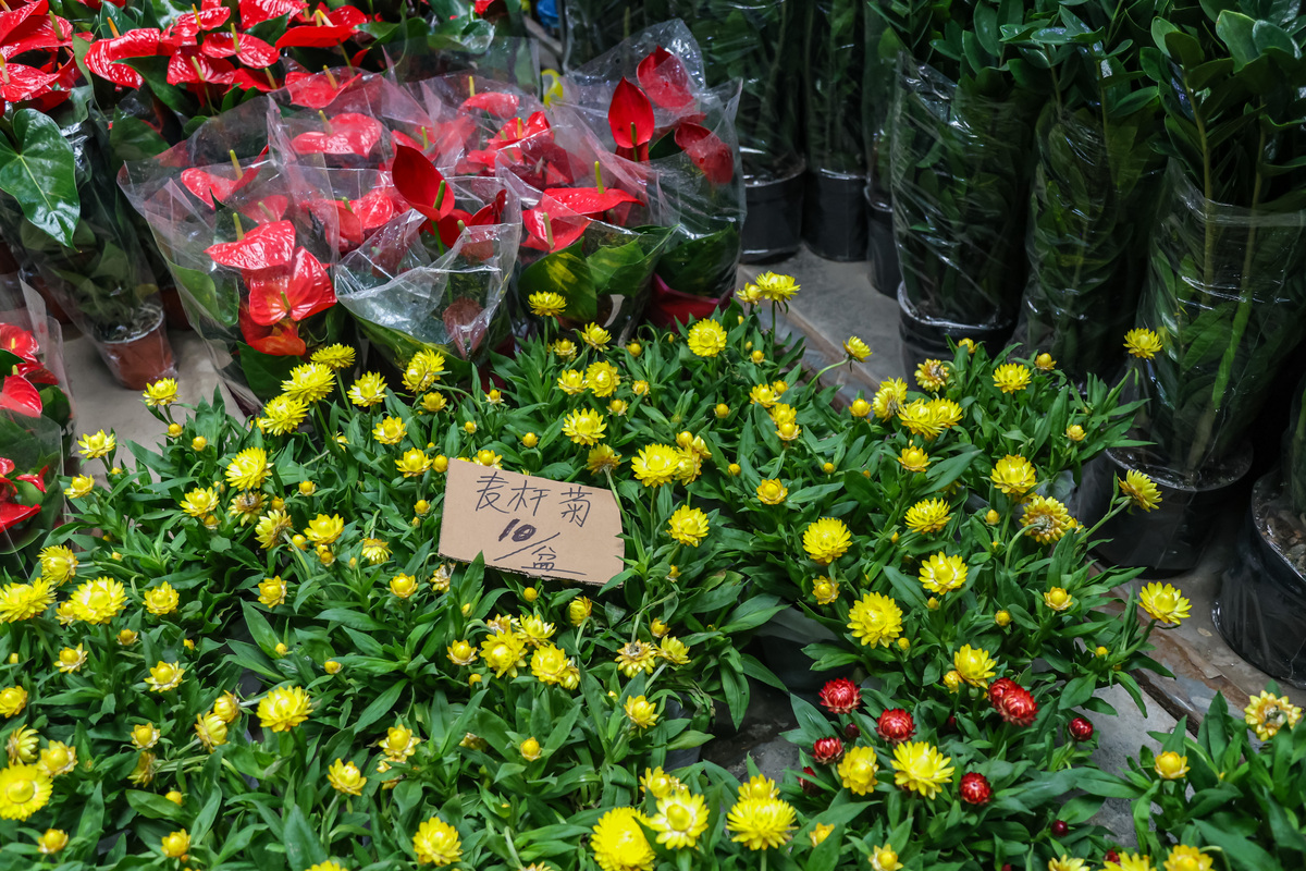2026年4月4日,广东广州,广州岭南花卉市场基地b区,,,.