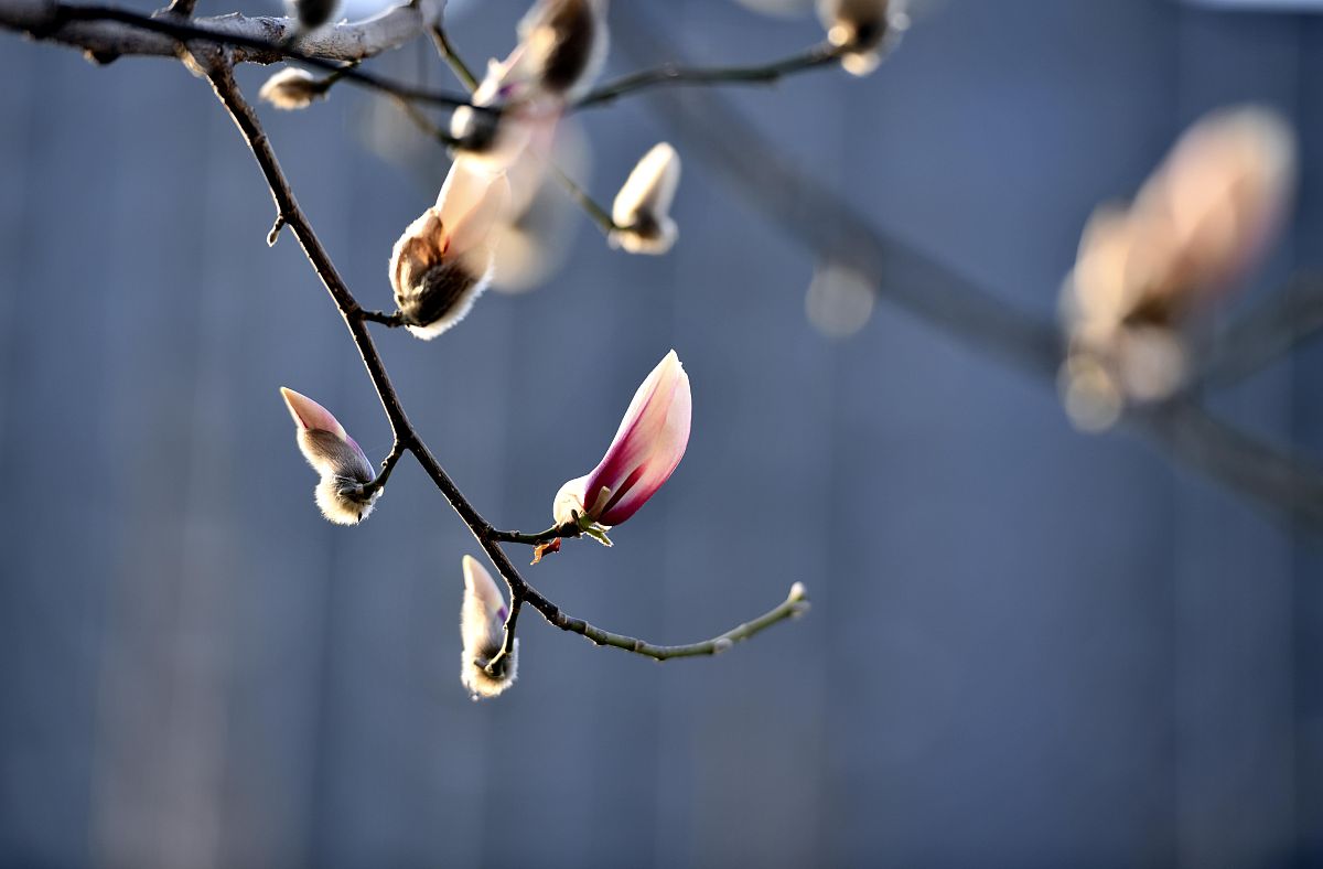 淮安文化艺术学校2021年招生条件是什么