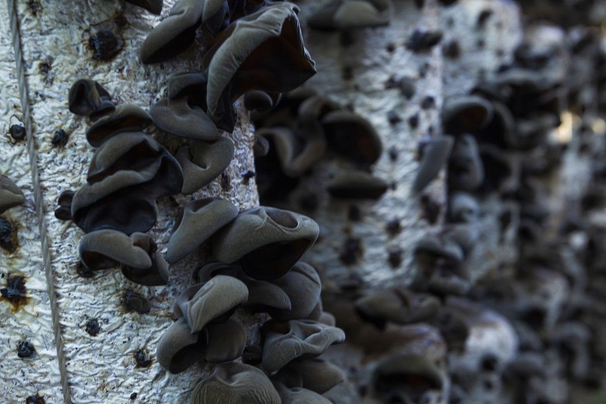 木耳里面有黑色颗粒怎么回事