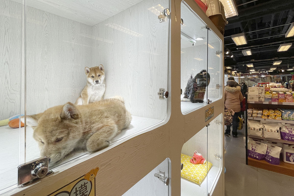 我想在大学校园里开一家萌宠店主要提供撸猫撸狗服务还有宠物出租附近只有几个小的宠物店没有什么竞争力预算15万帮我设计一个具体的经费预算