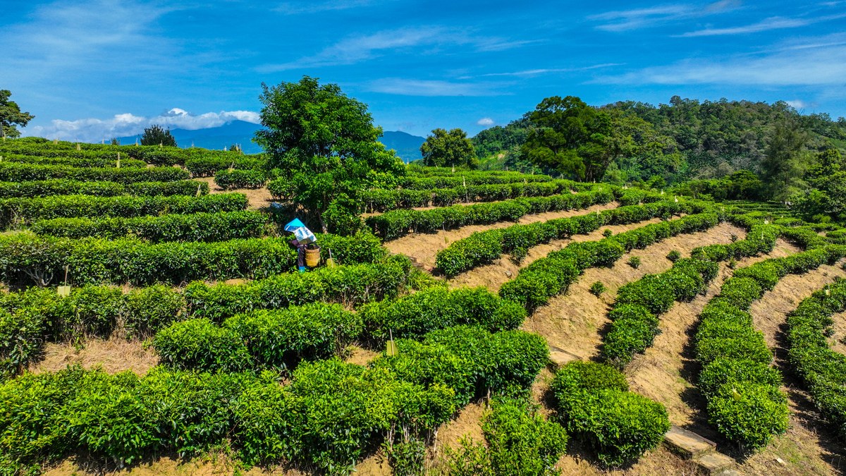 从生产加工市场销售推广等角度如何运营一个茶叶公司 3000字