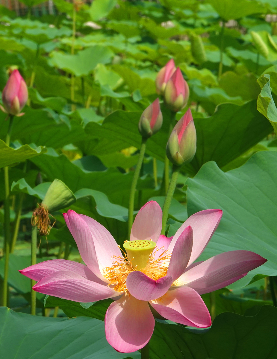 荷花：水生植物之美与文化象征 - 300字赏析