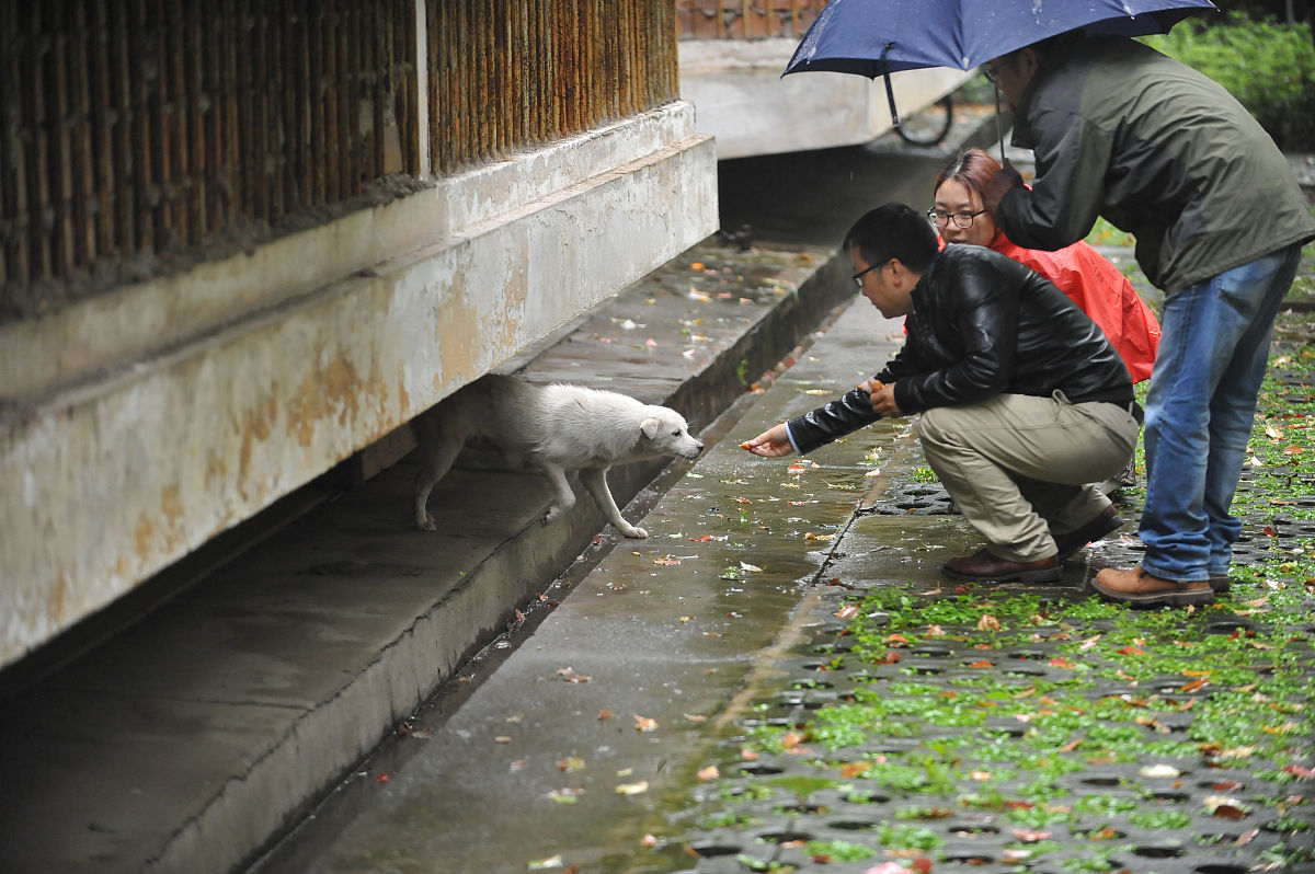 一件新鲜事：关于爱与责任的感悟