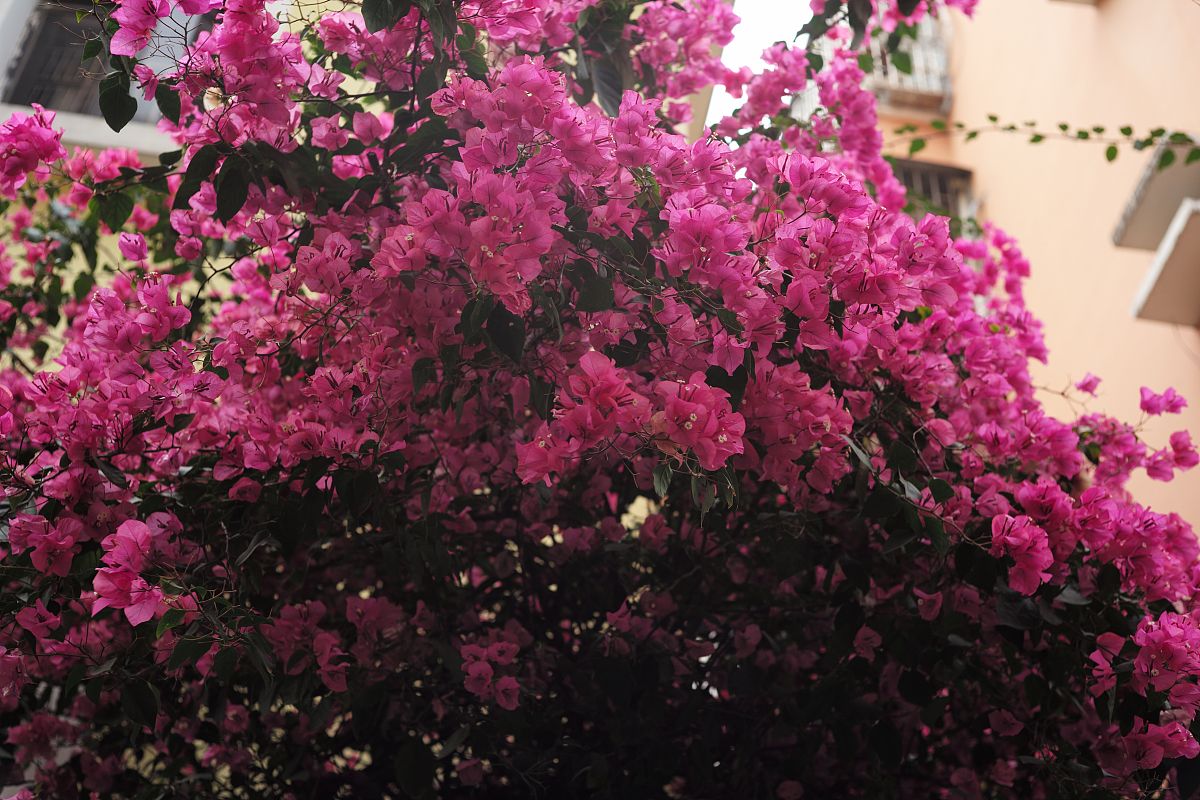 三角梅四季开花秘诀：养护技巧大揭秘