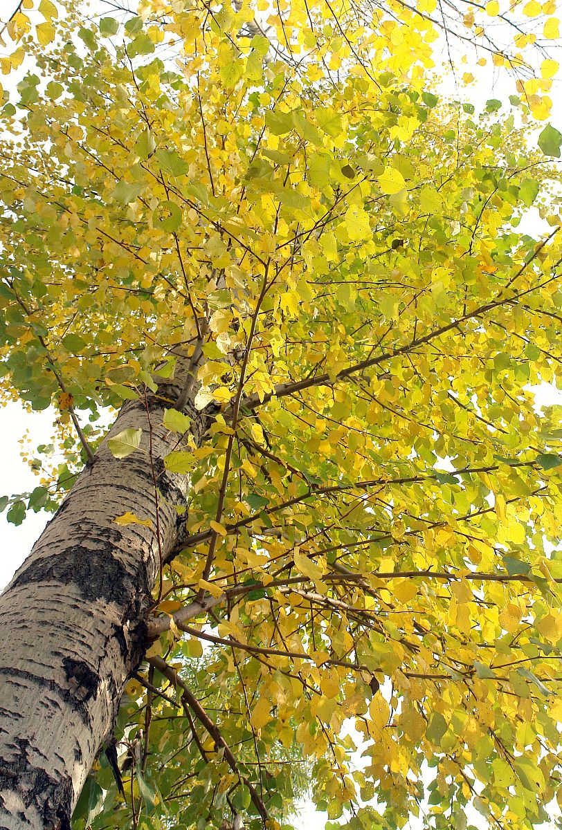 山西老区职业技术学院导游专业就业前景如何-怎么样