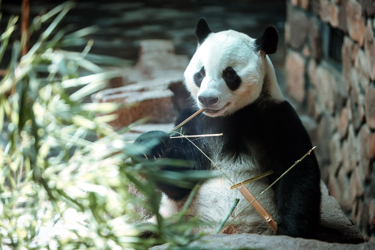 二喜を振った 翻译成中文是什么意思？其中二喜是人名